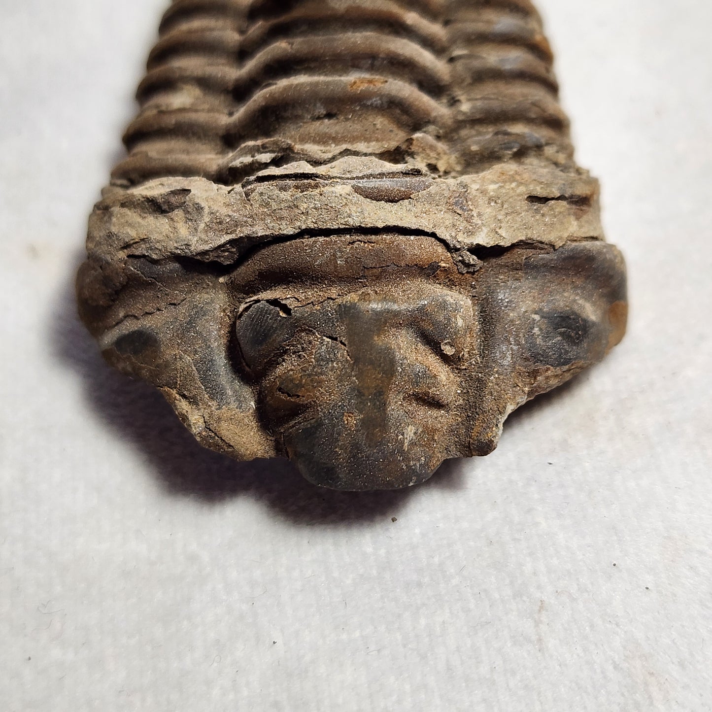 3.25" Flexicalymene Trilobite