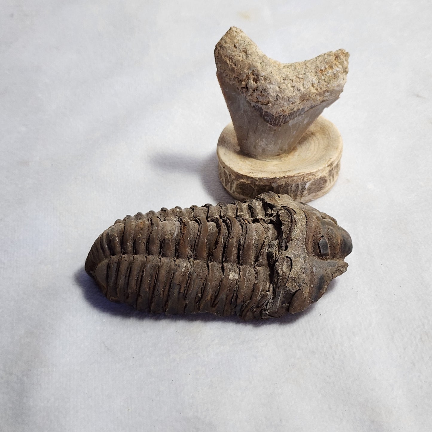 3.25" Flexicalymene Trilobite