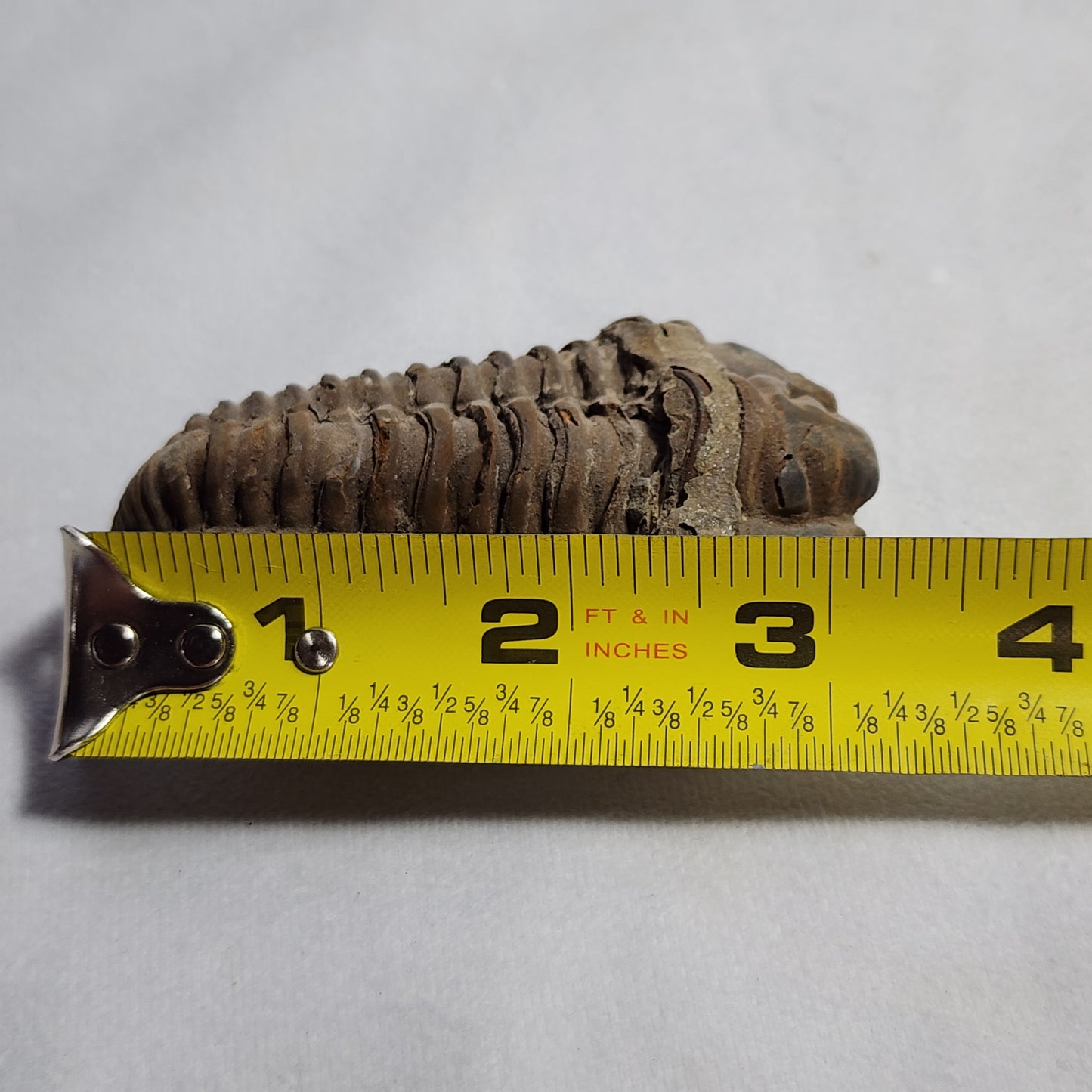 3.25" Flexicalymene Trilobite