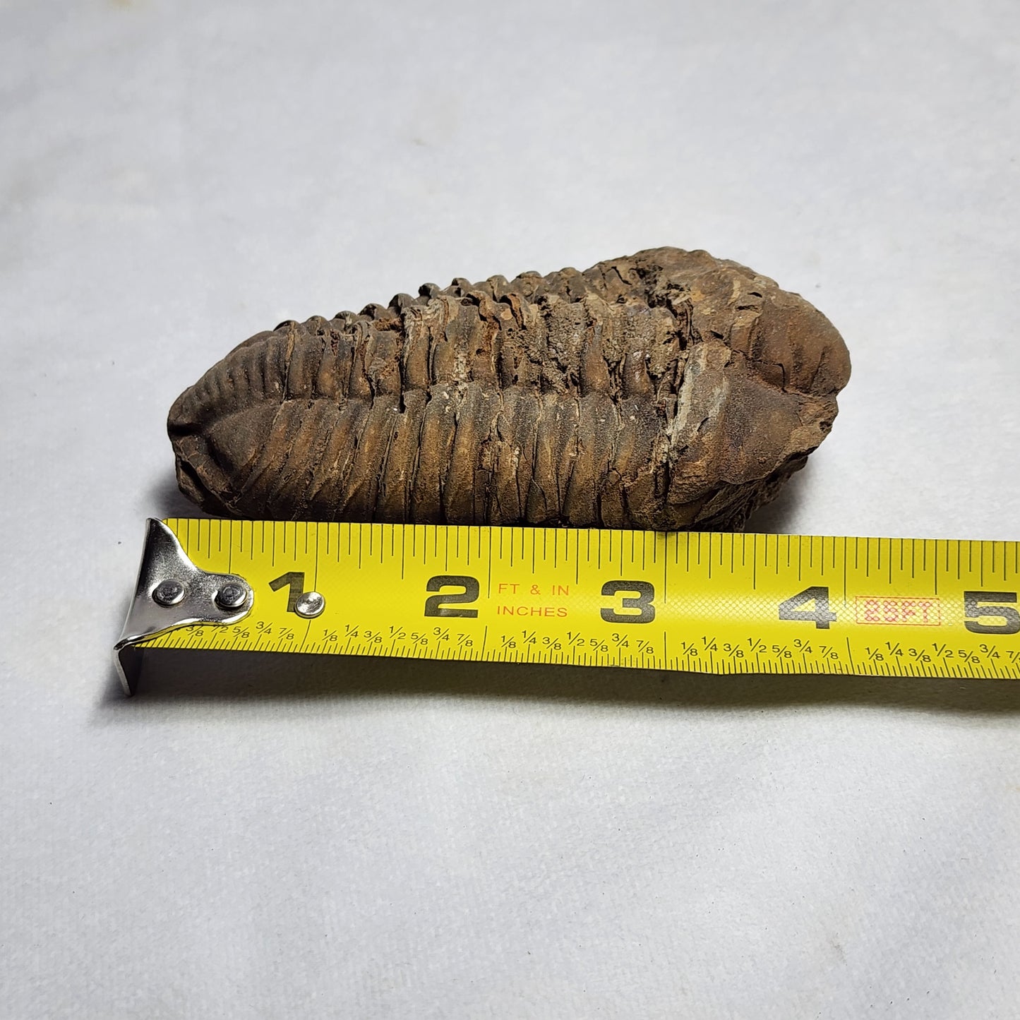 Iconic Flexicalymene (4.5")