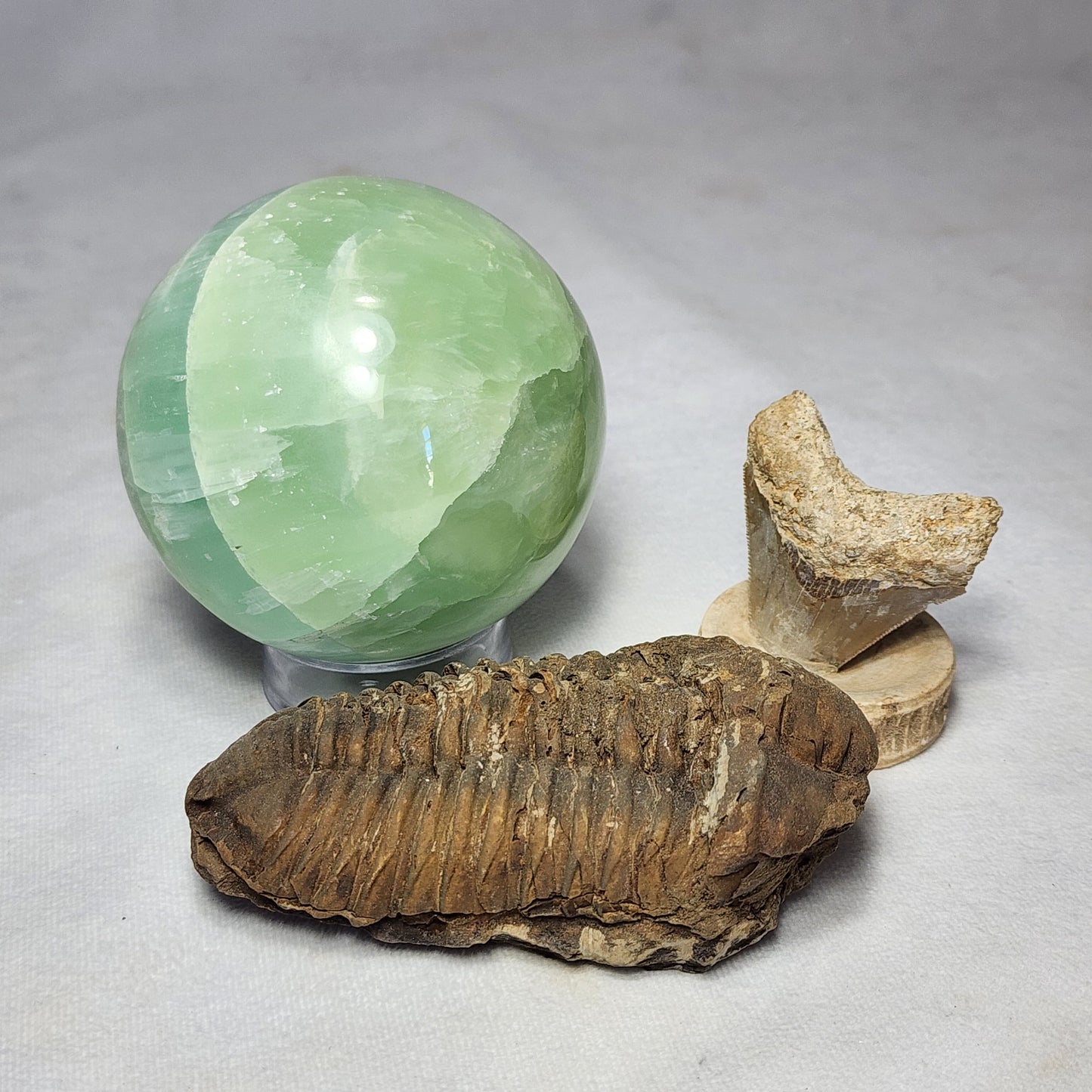 Iconic Flexicalymene (4.5")