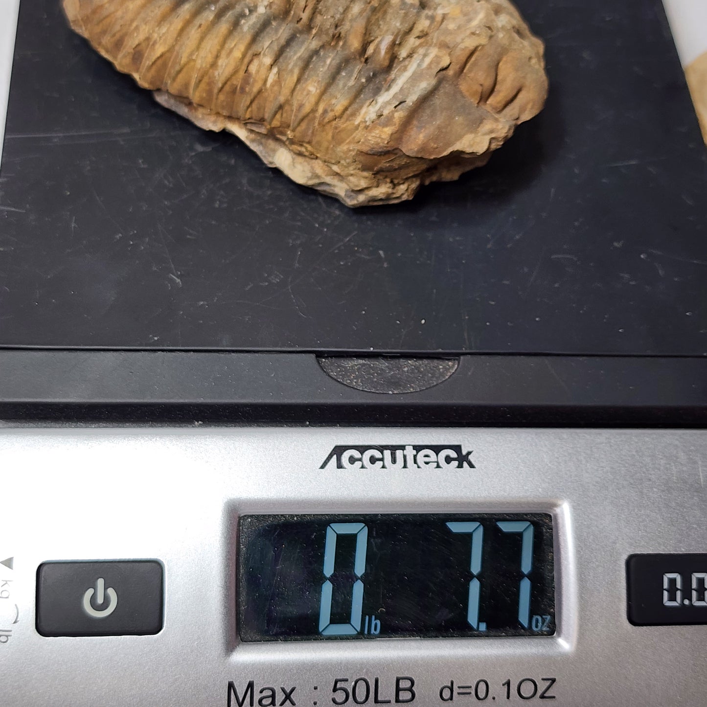 Iconic Flexicalymene (4.5")