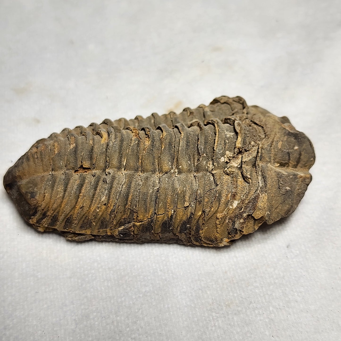 Nice Flexicalymene 3.5"