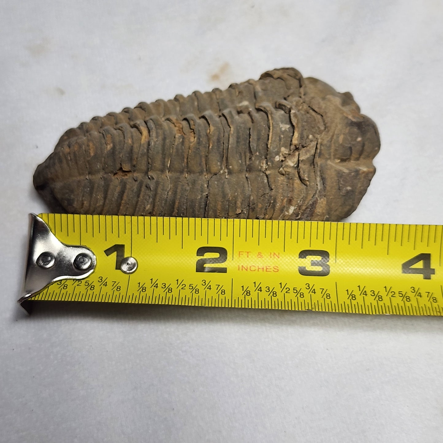 Nice Flexicalymene 3.5"