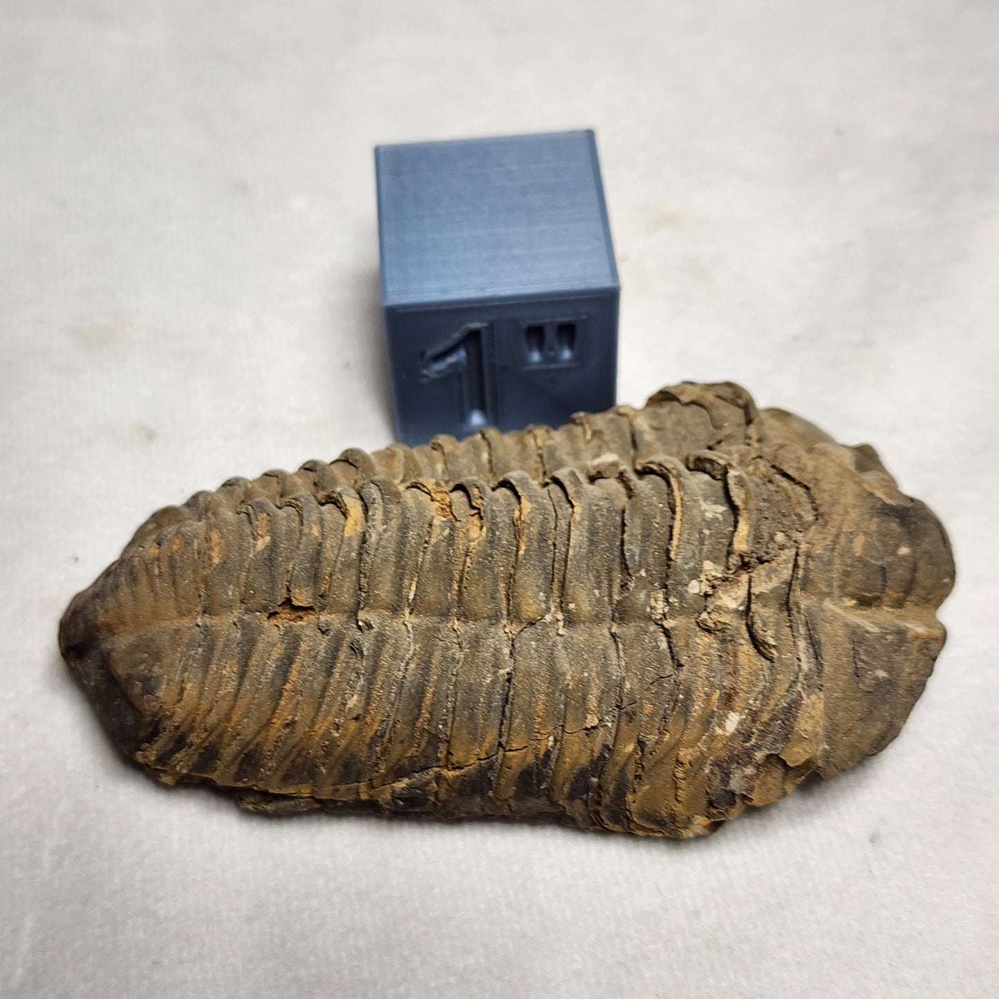 Nice Flexicalymene 3.5"