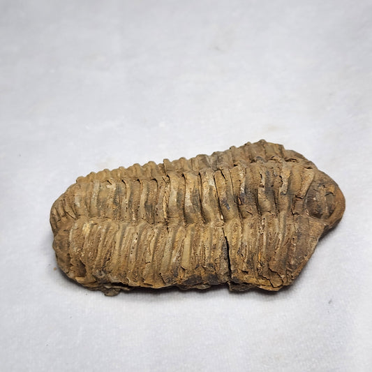3.7" Flexicalymene