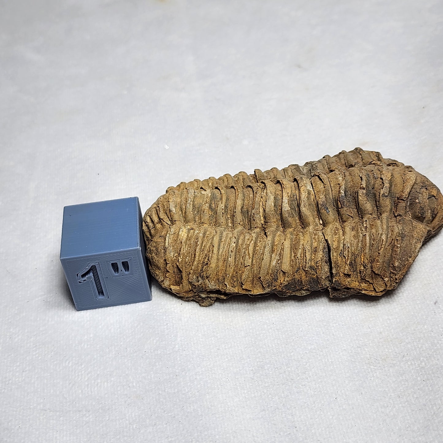 3.7" Flexicalymene