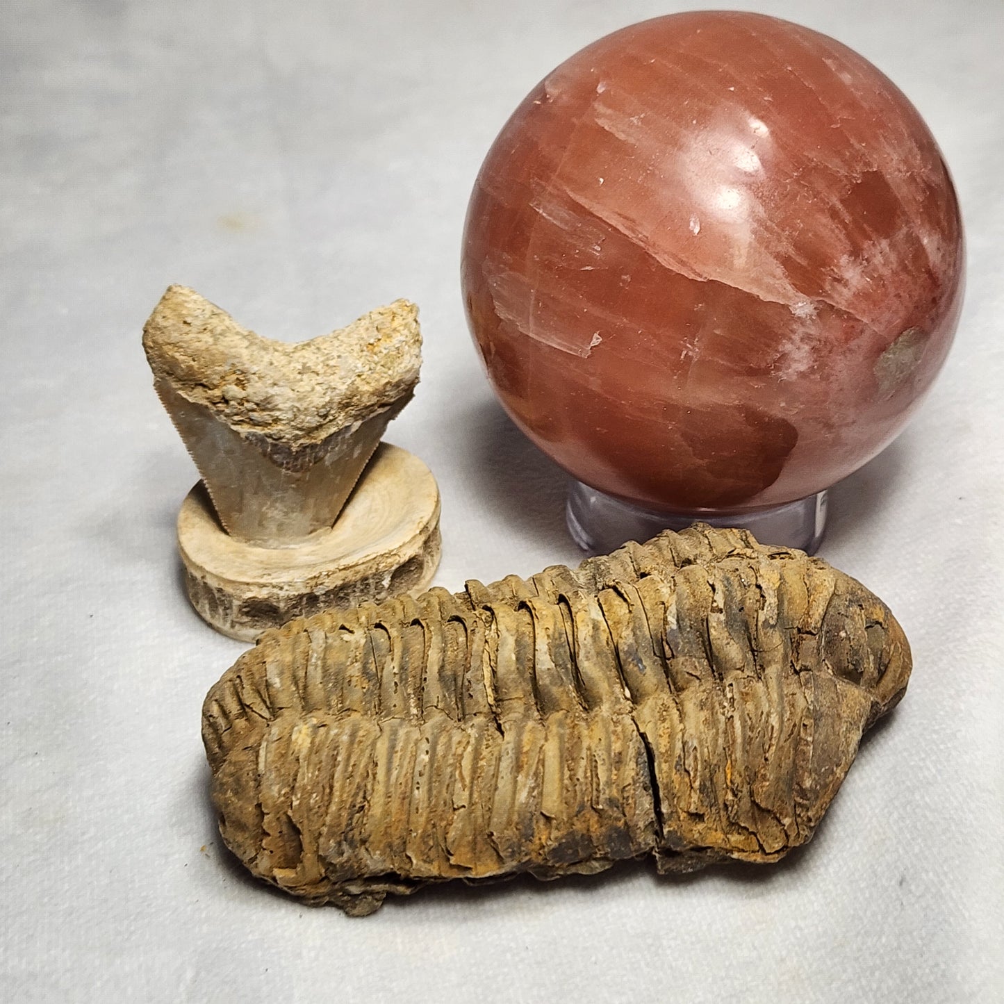 3.7" Flexicalymene
