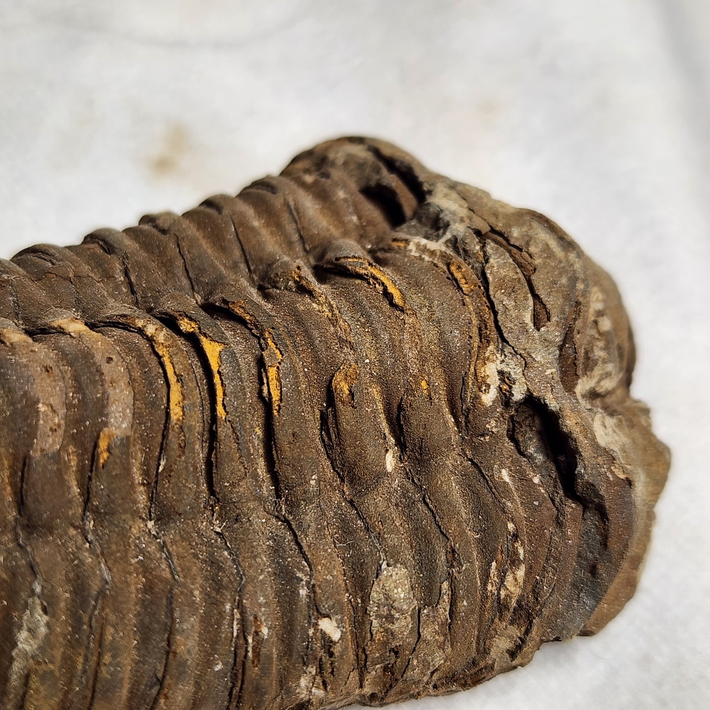 3" Flexicalymene Trilobite