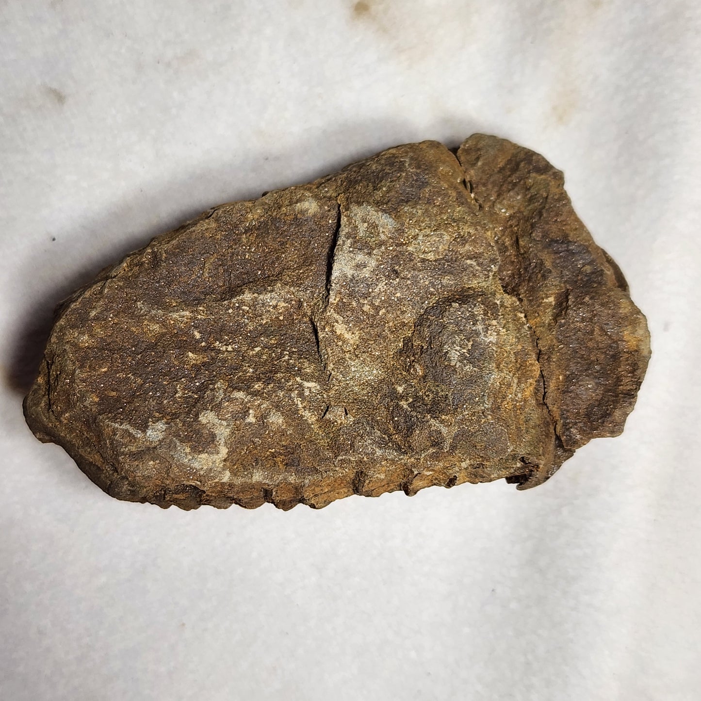 3" Flexicalymene Trilobite