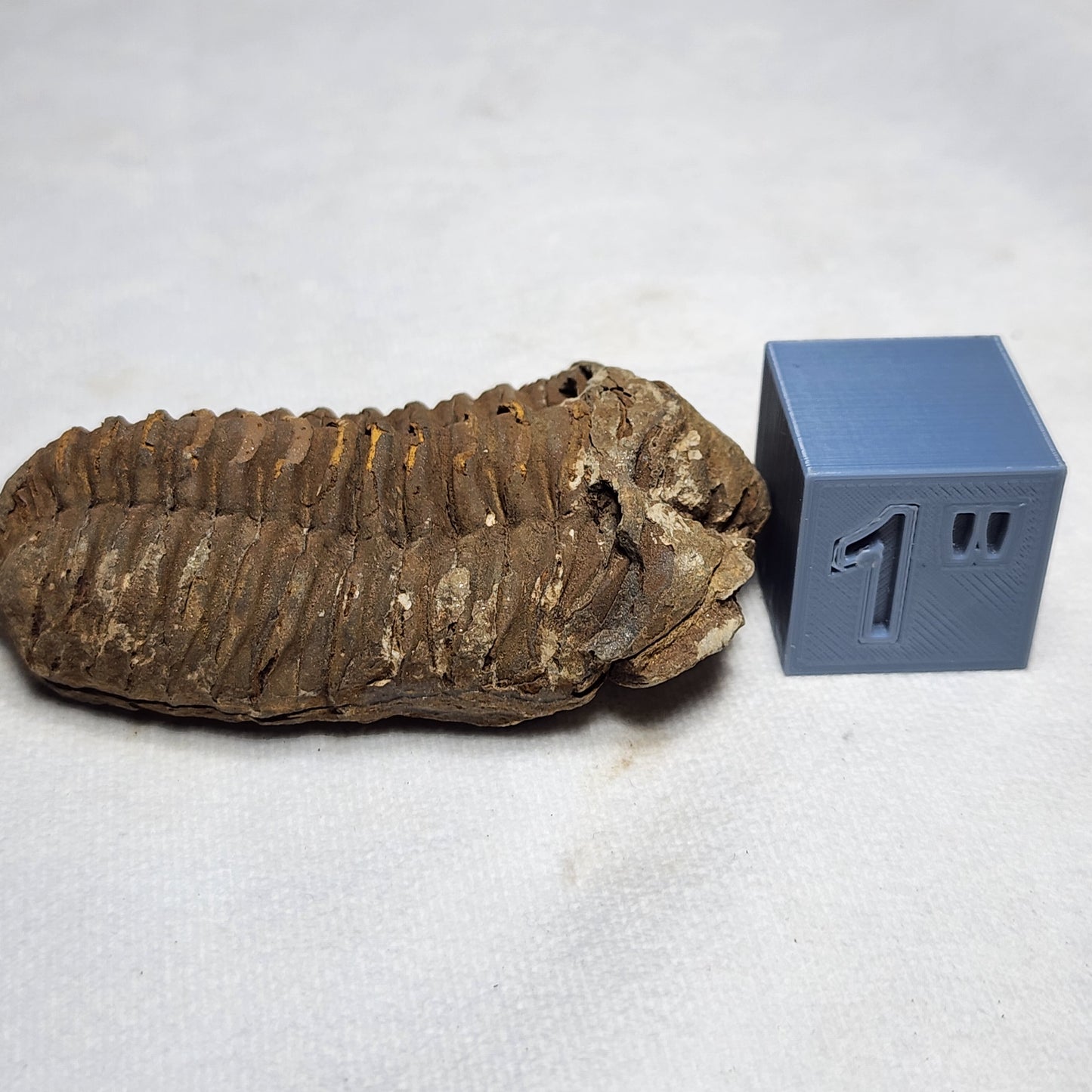 3" Flexicalymene Trilobite
