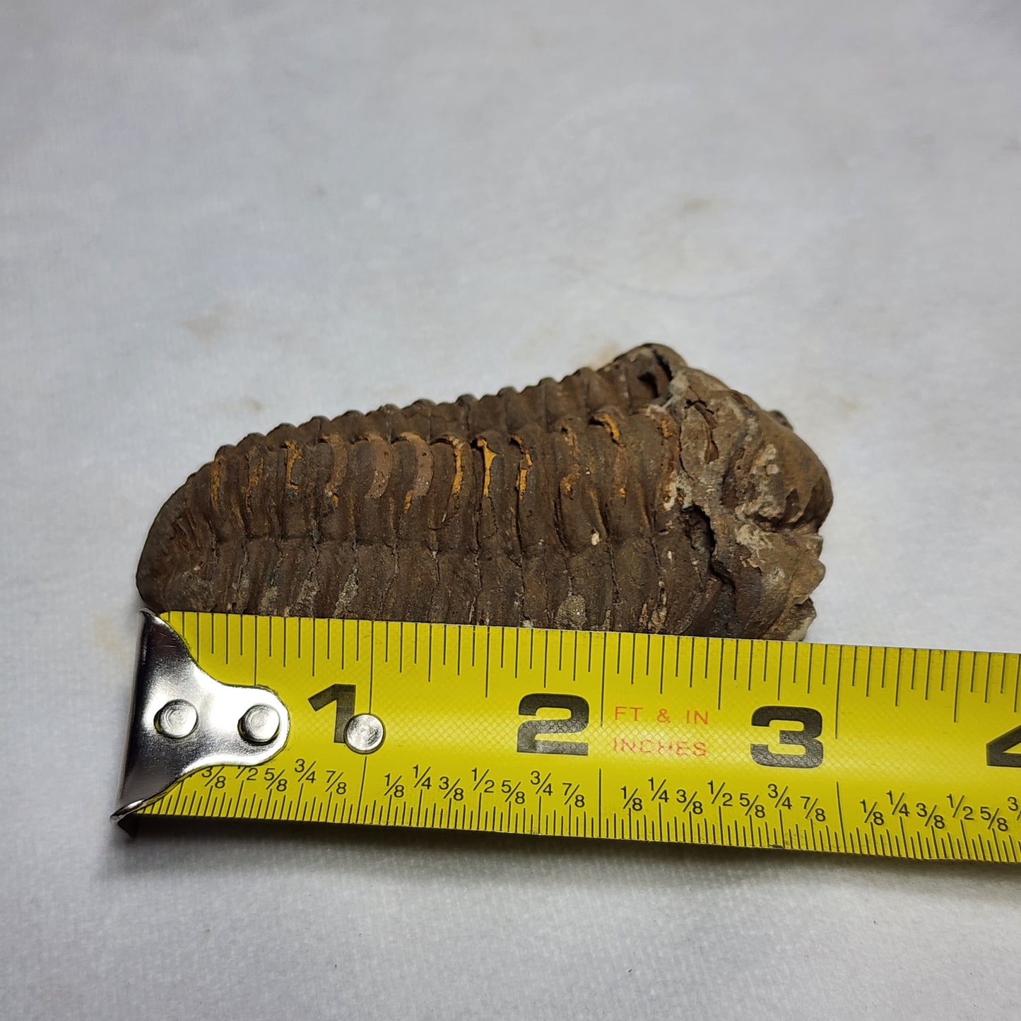 3" Flexicalymene Trilobite