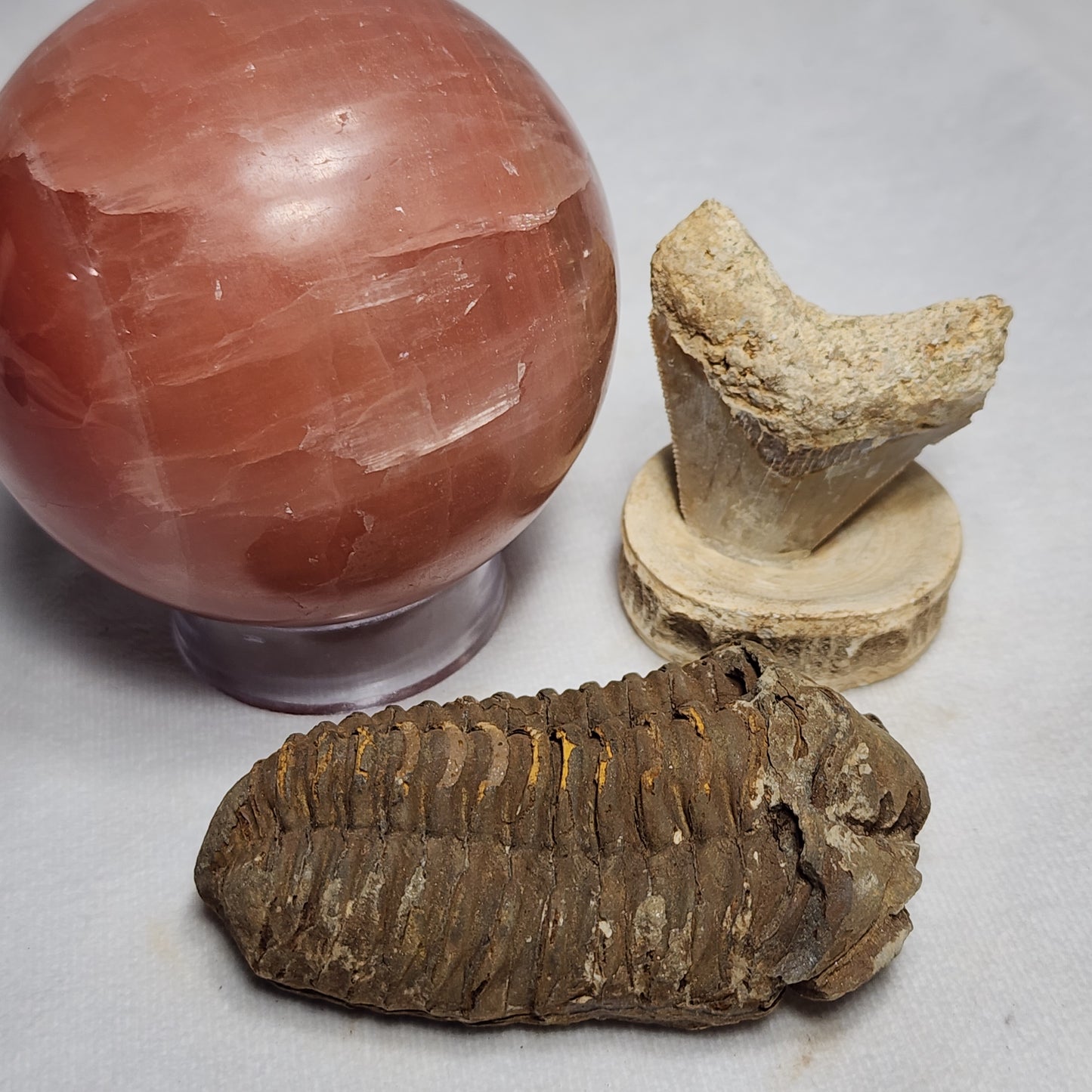 3" Flexicalymene Trilobite