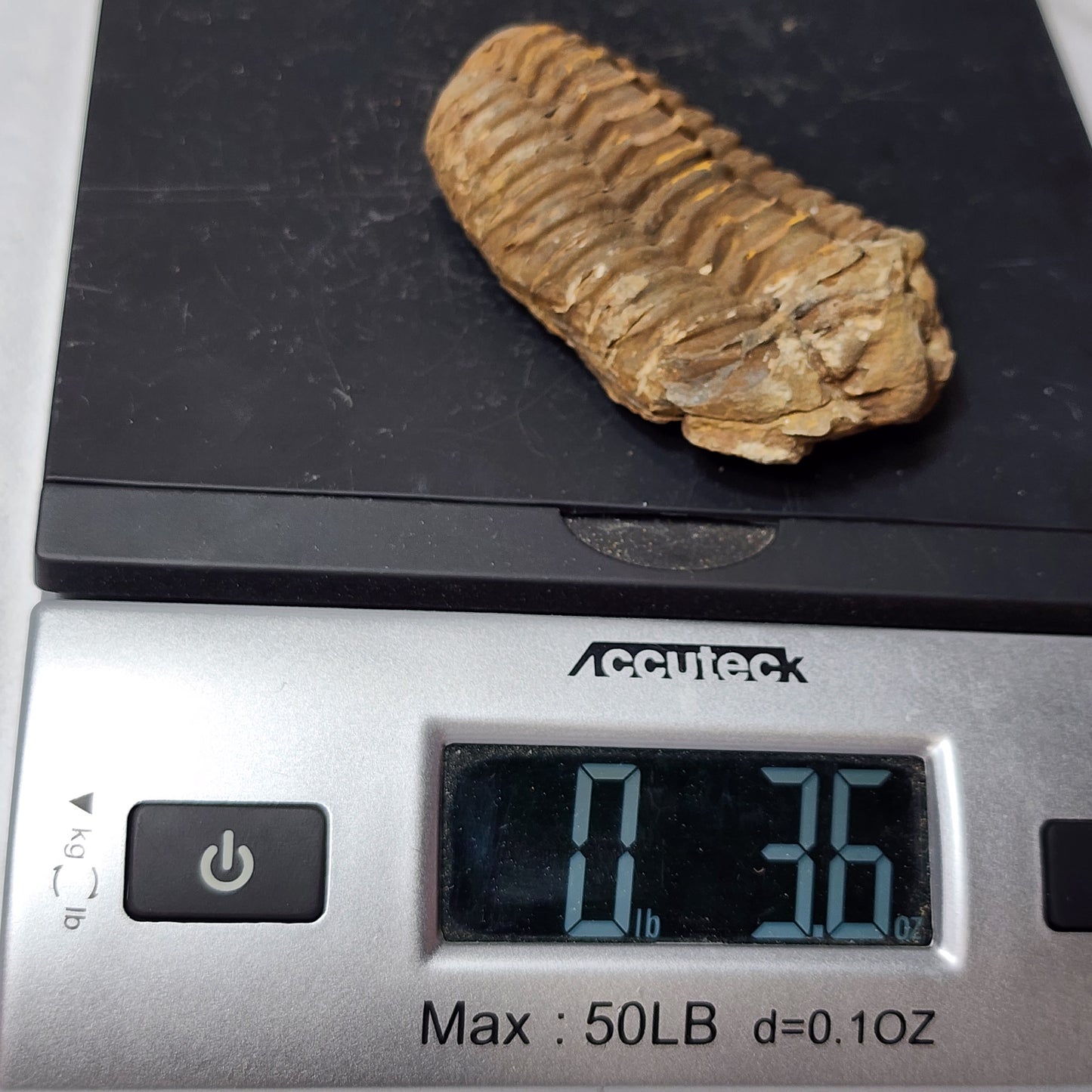 3" Flexicalymene Trilobite