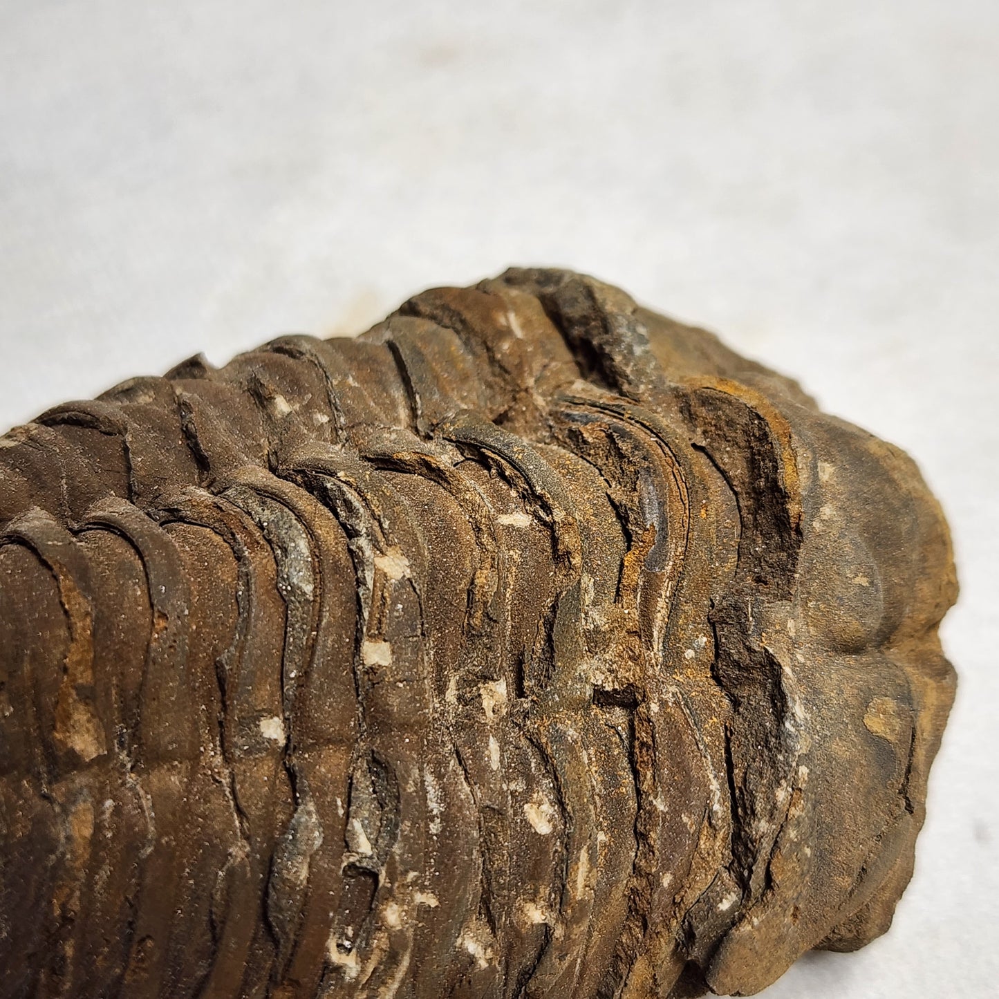 Fossil Flexicalymene Trilobite