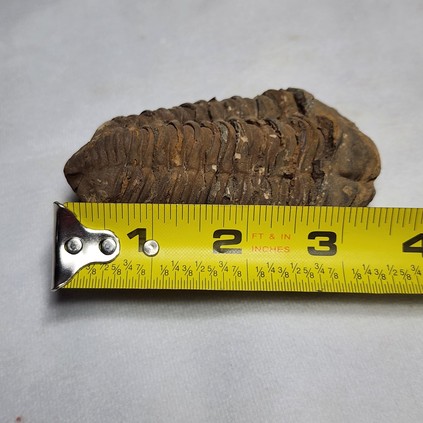 Fossil Flexicalymene Trilobite