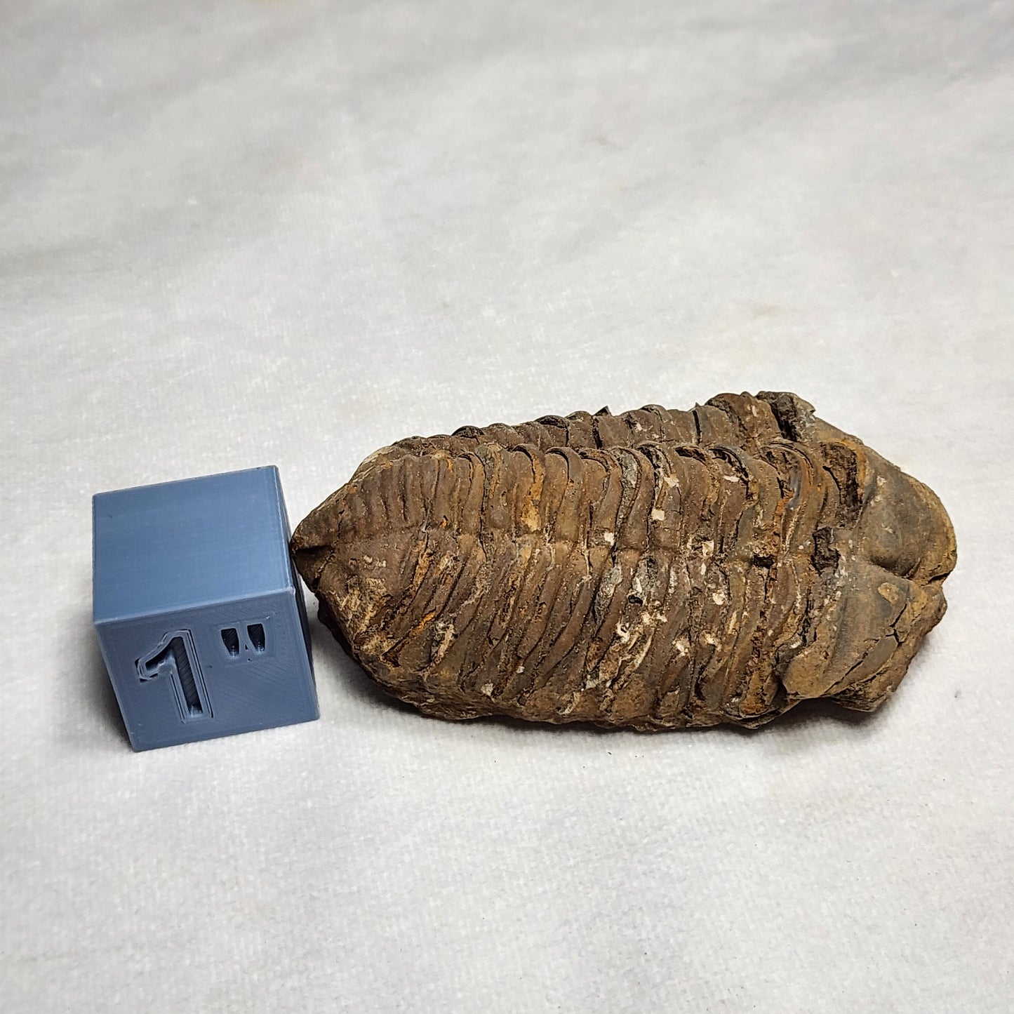 Fossil Flexicalymene Trilobite