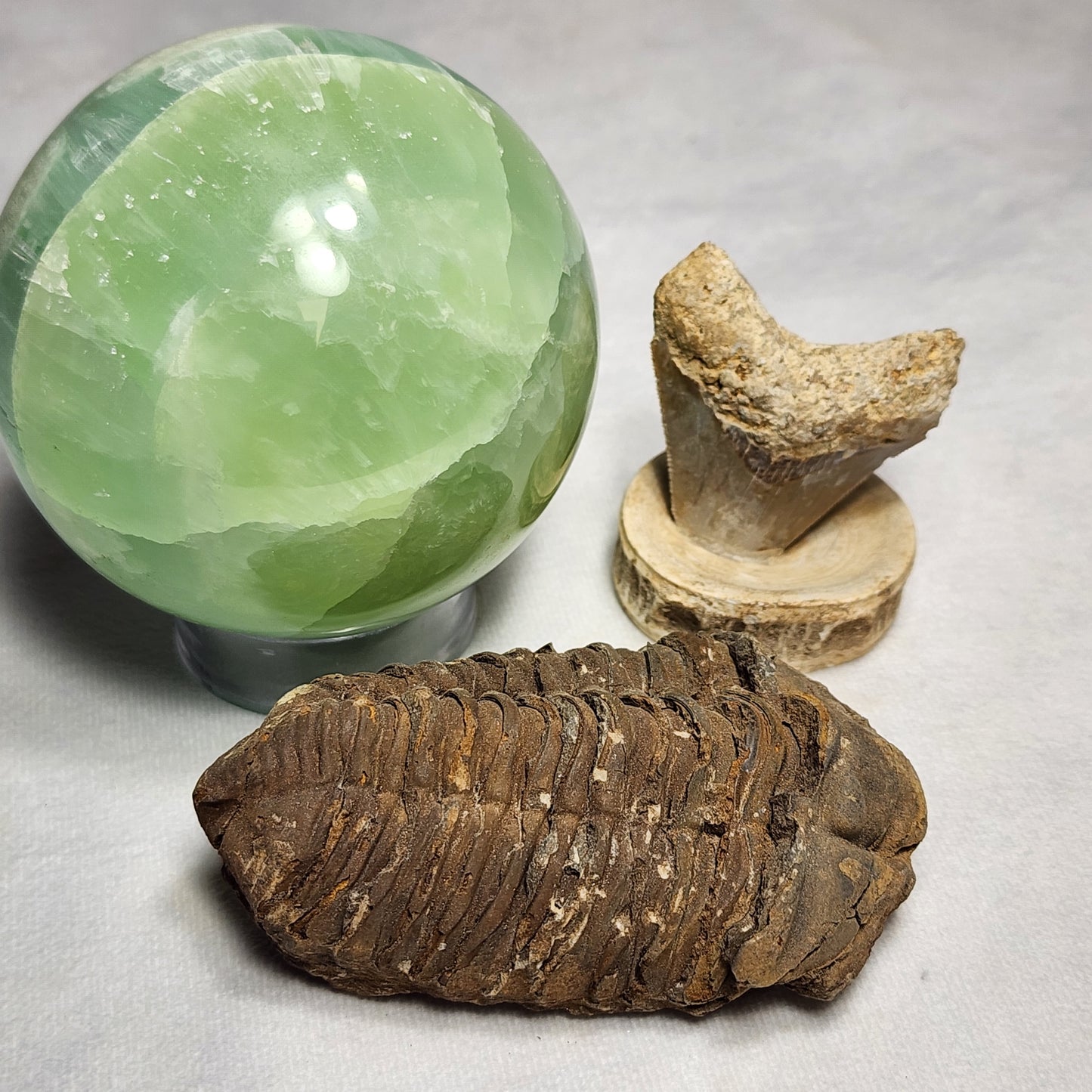 Fossil Flexicalymene Trilobite