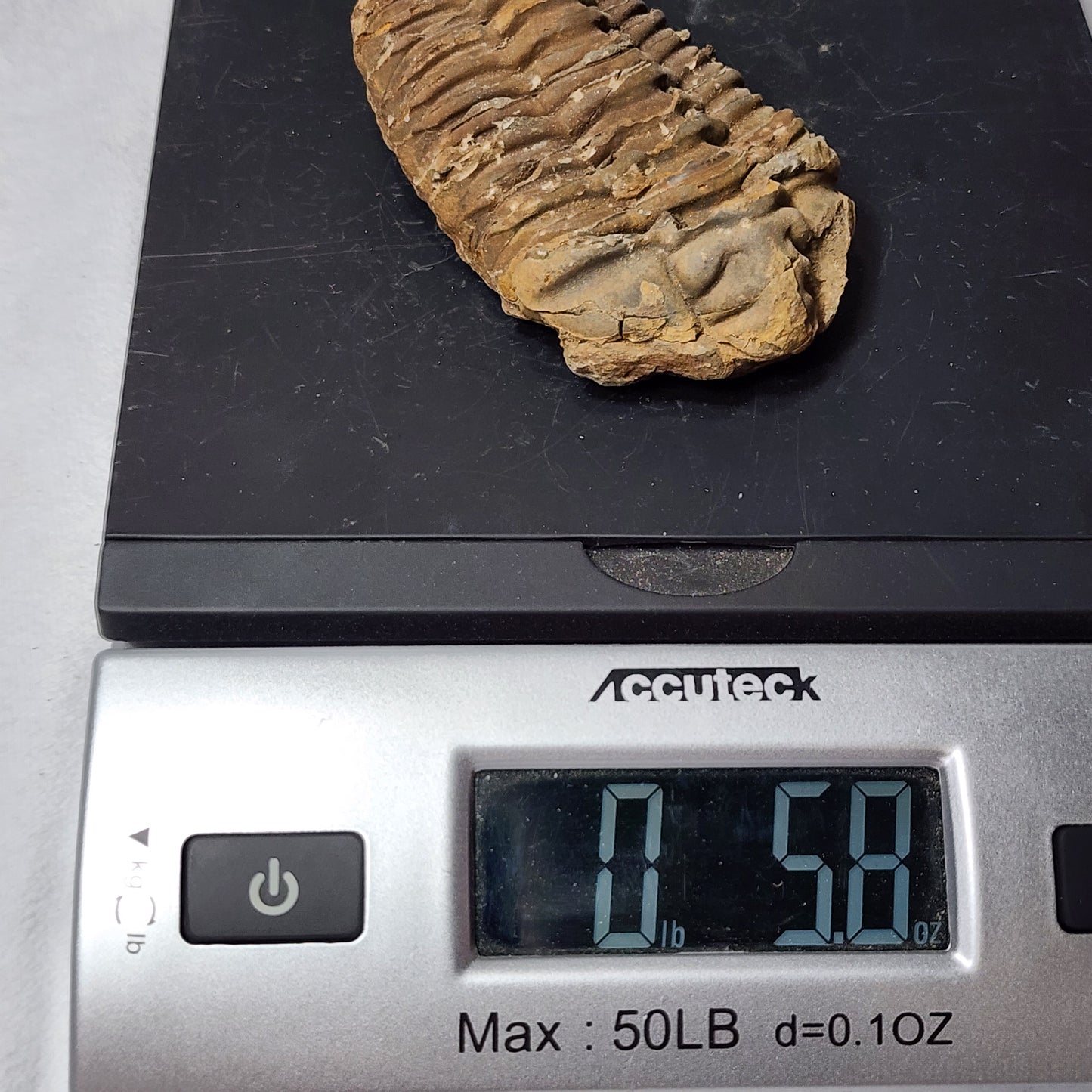 Fossil Flexicalymene Trilobite