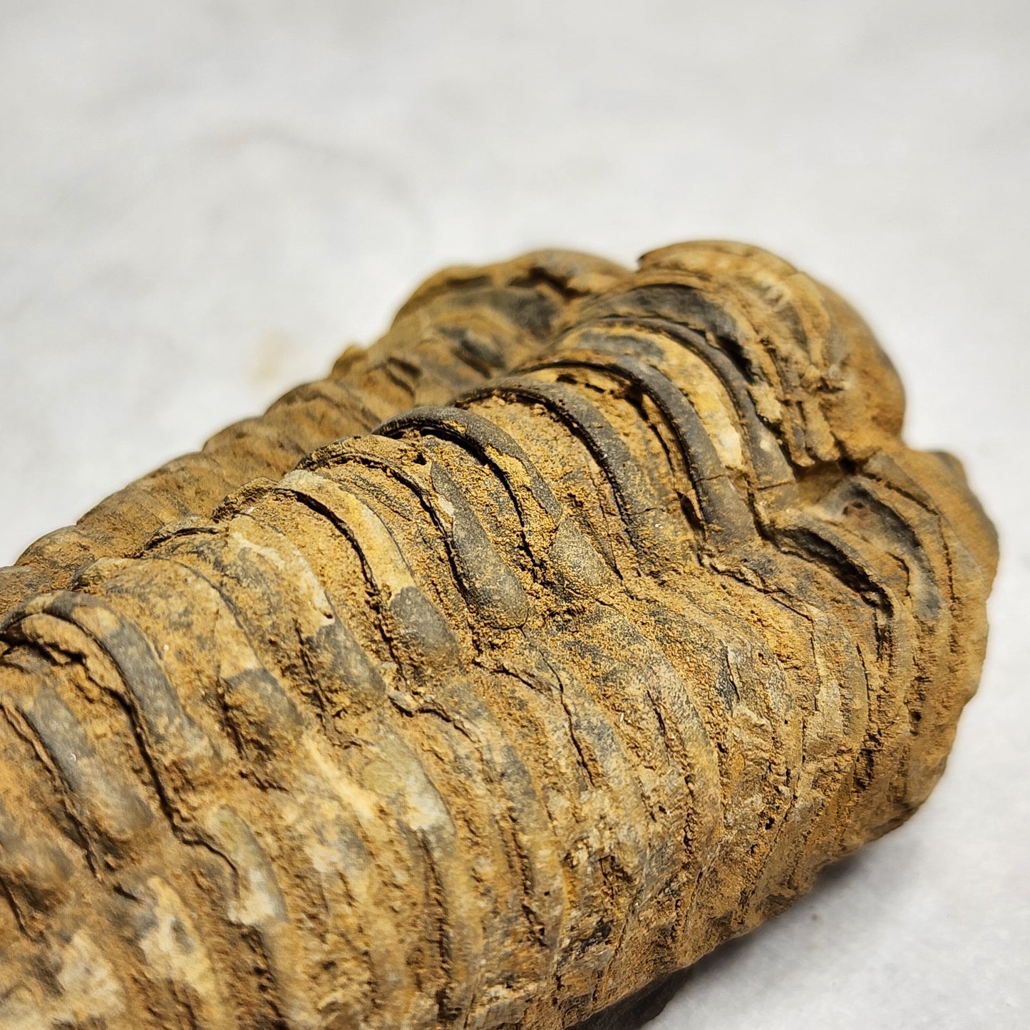 Iconic Trilobite (Flexicalymene)