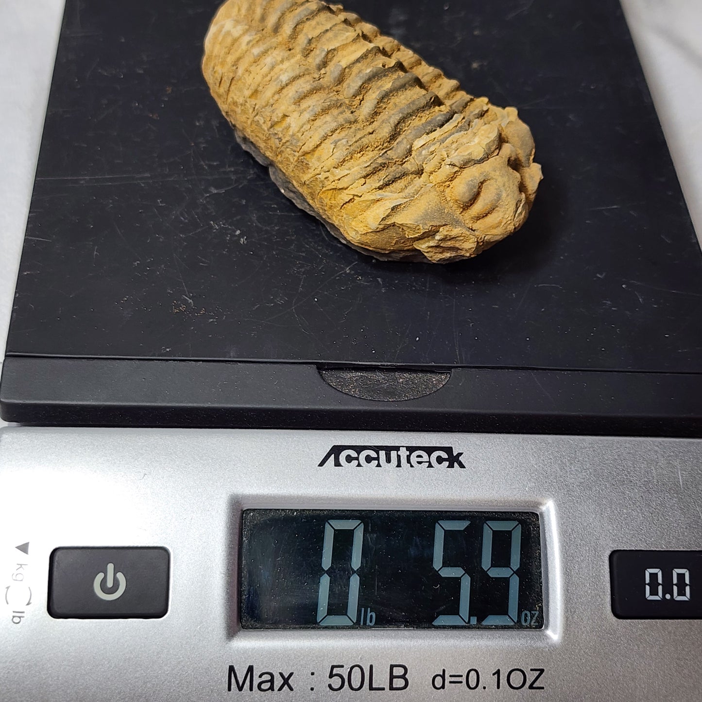Iconic Trilobite (Flexicalymene)