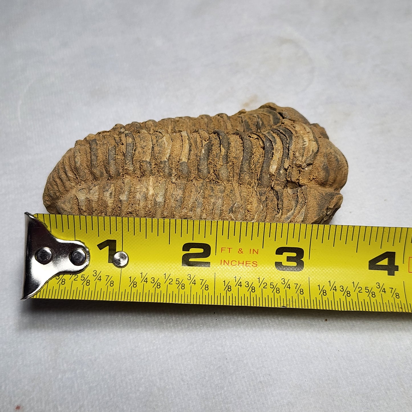 Iconic Trilobite (Flexicalymene)