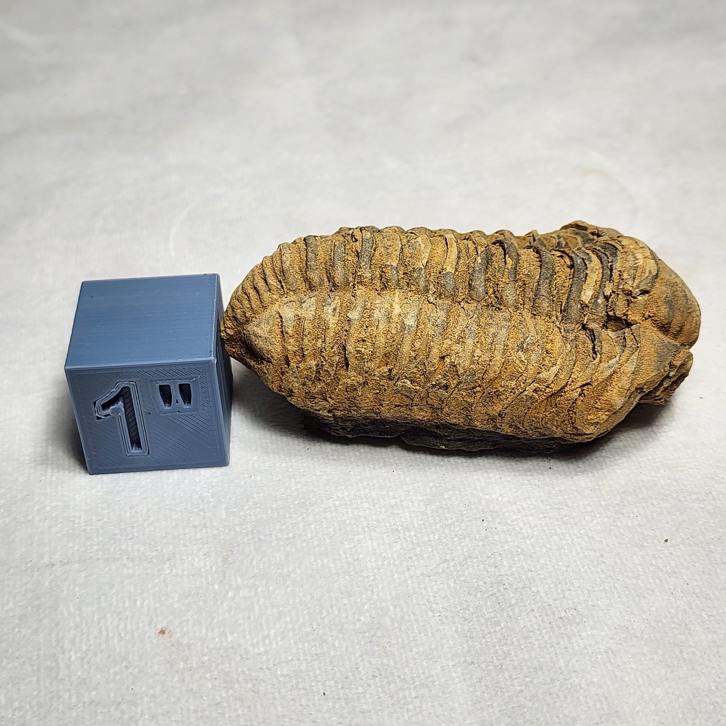 Iconic Trilobite (Flexicalymene)