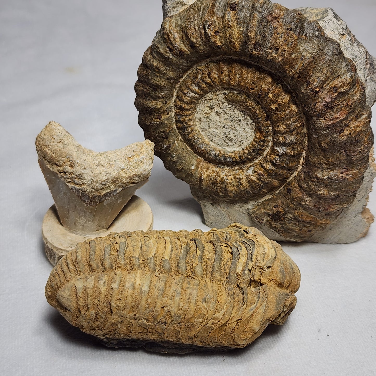 Iconic Trilobite (Flexicalymene)