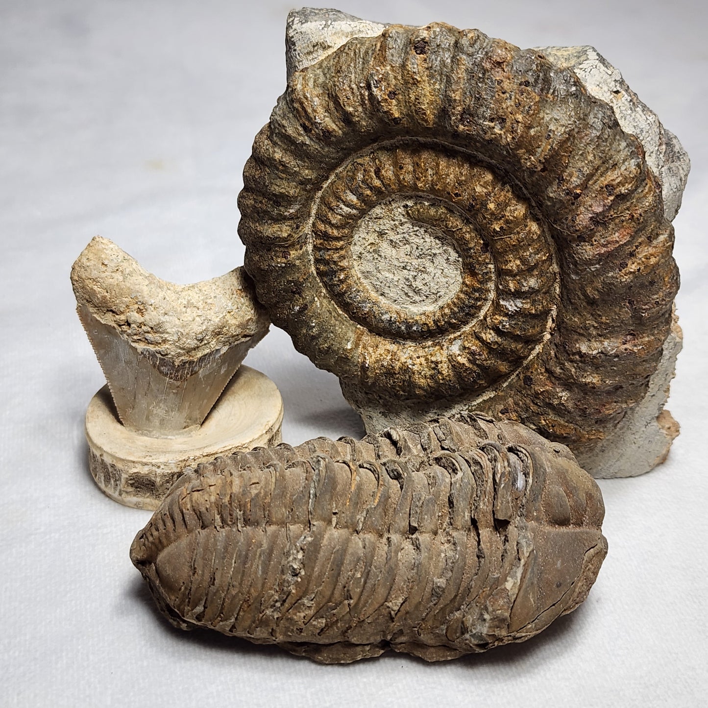 Natural Flexicalymene Trilobite