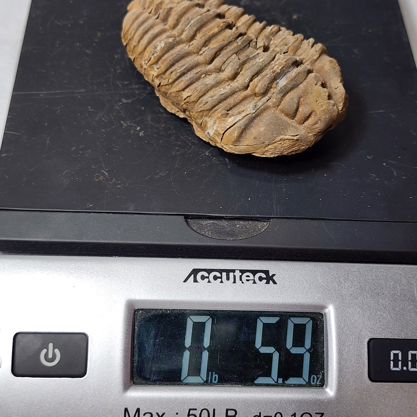 Natural Flexicalymene Trilobite