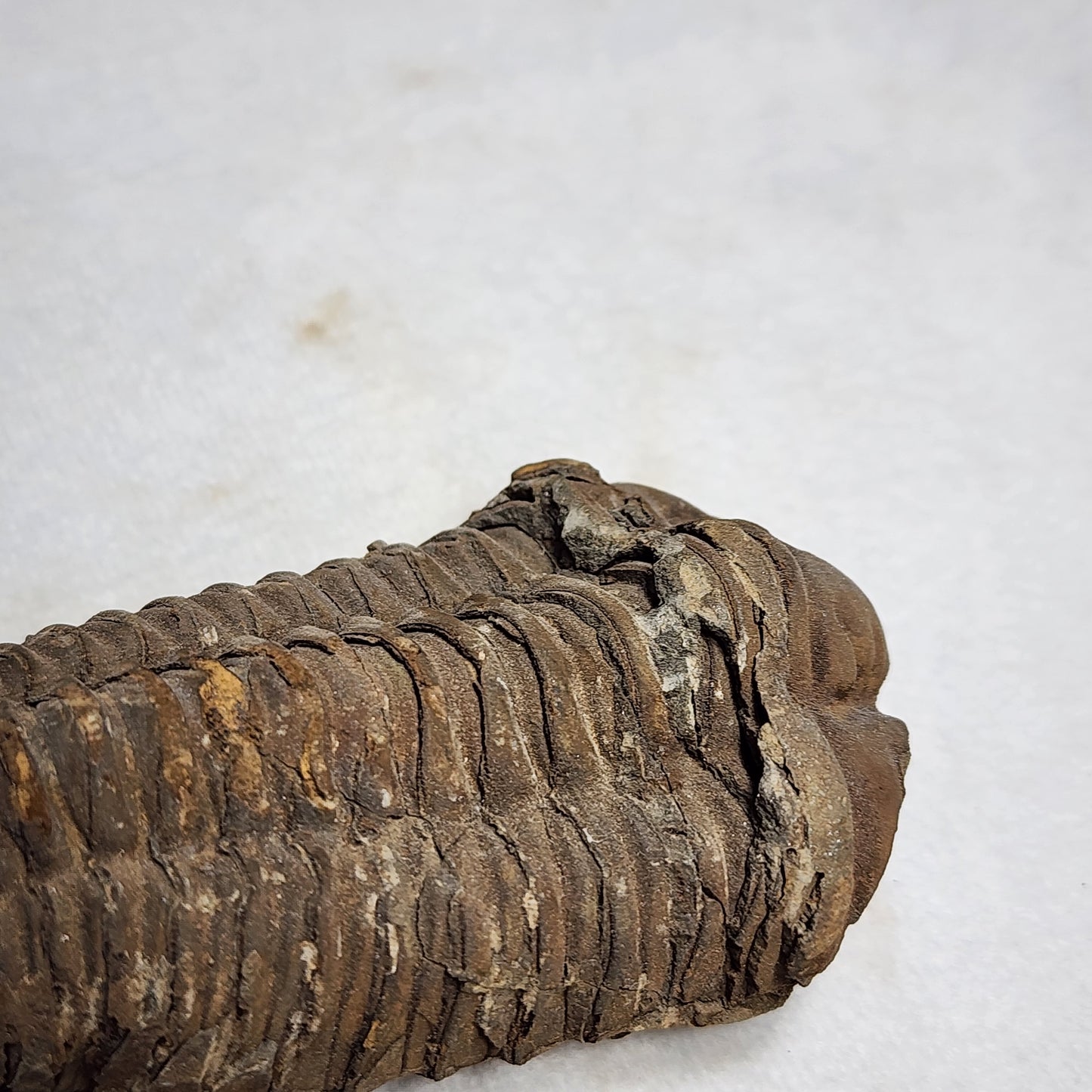 Amazing Flexicalymene Trilobite