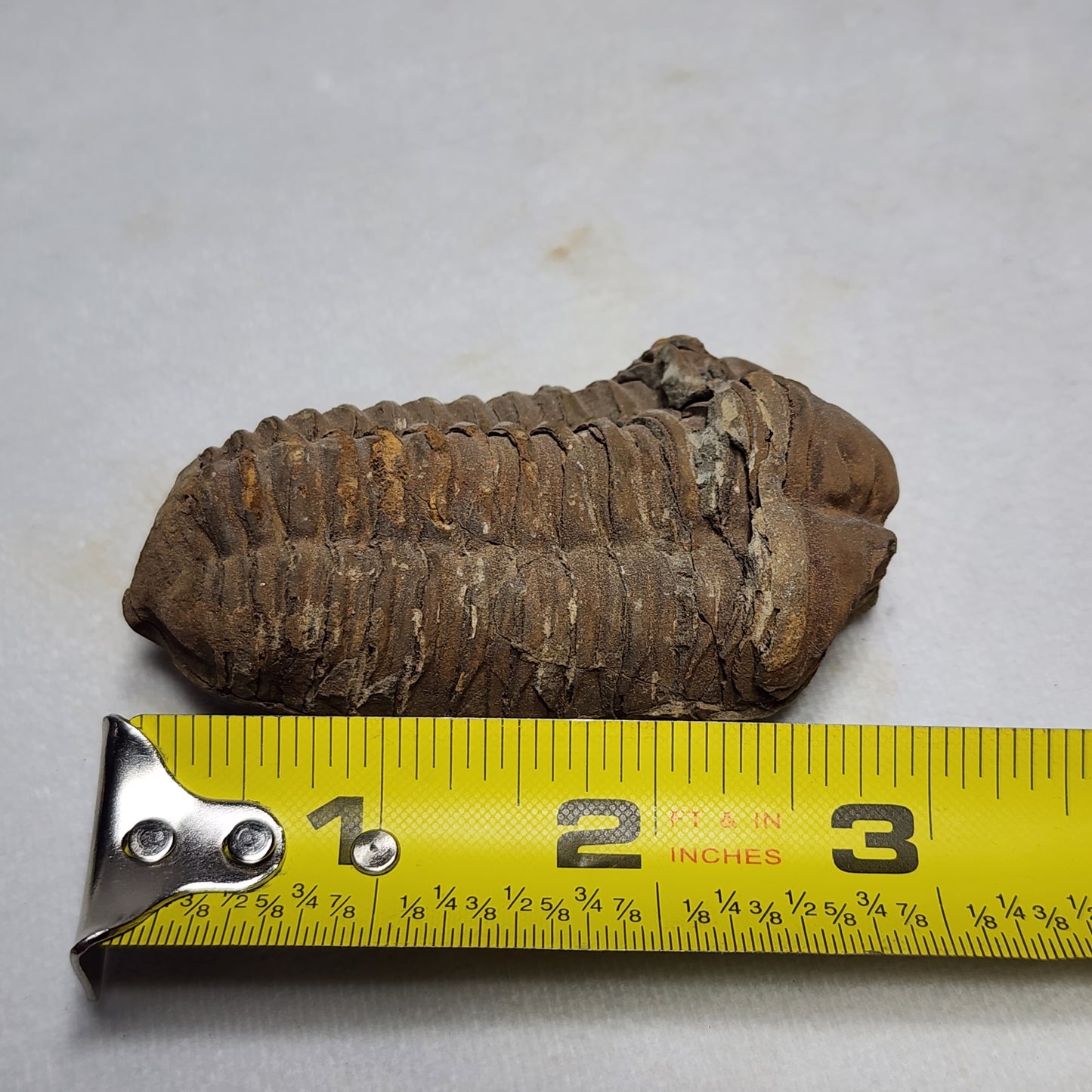 Amazing Flexicalymene Trilobite