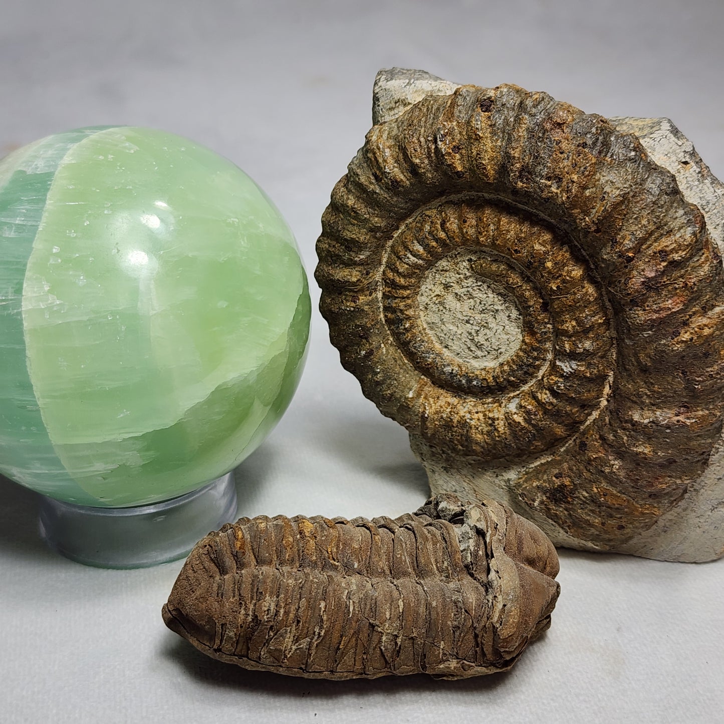 Amazing Flexicalymene Trilobite