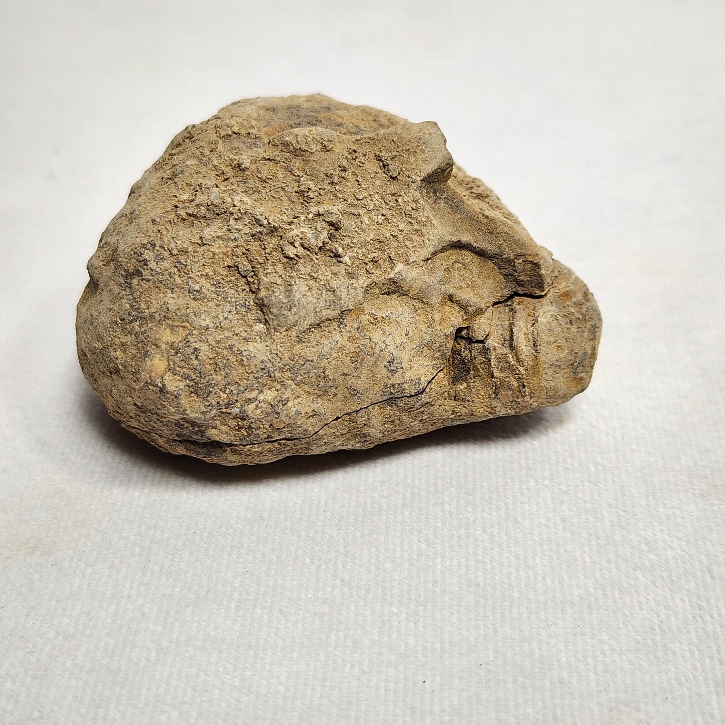 2.6" Authentic Flexicalymene Trilobite in Nodule