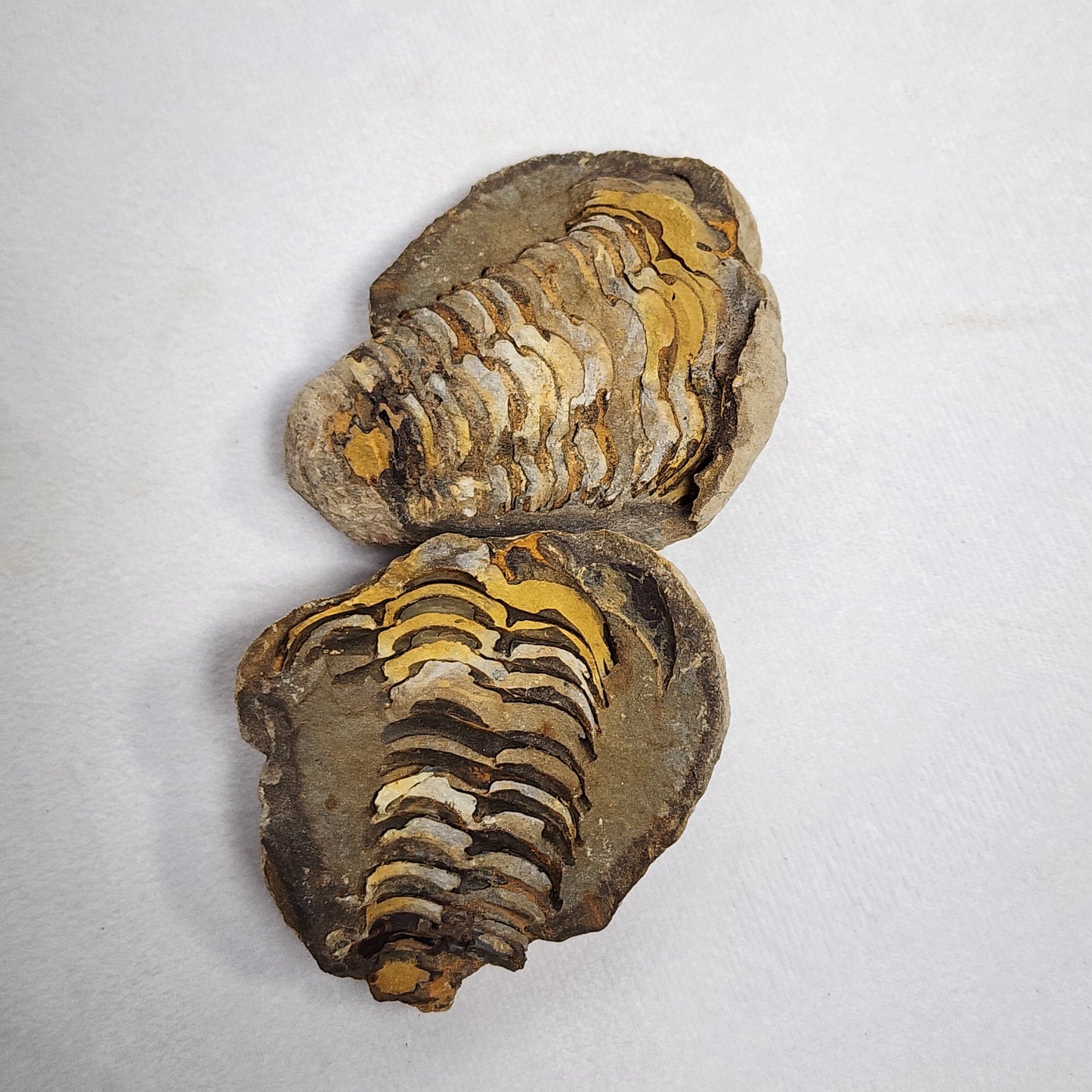 2.6" Authentic Flexicalymene Trilobite in Nodule