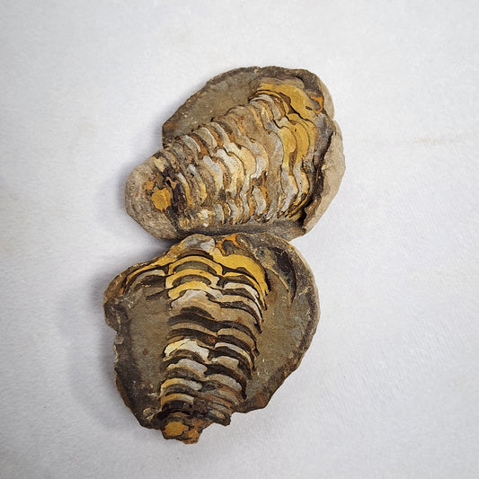 2.6" Authentic Flexicalymene Trilobite in Nodule