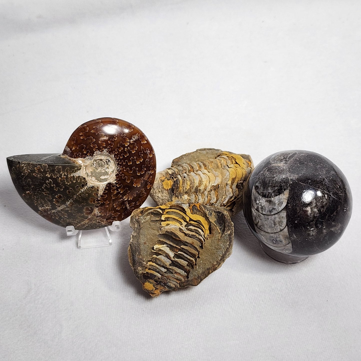 2.6" Authentic Flexicalymene Trilobite in Nodule