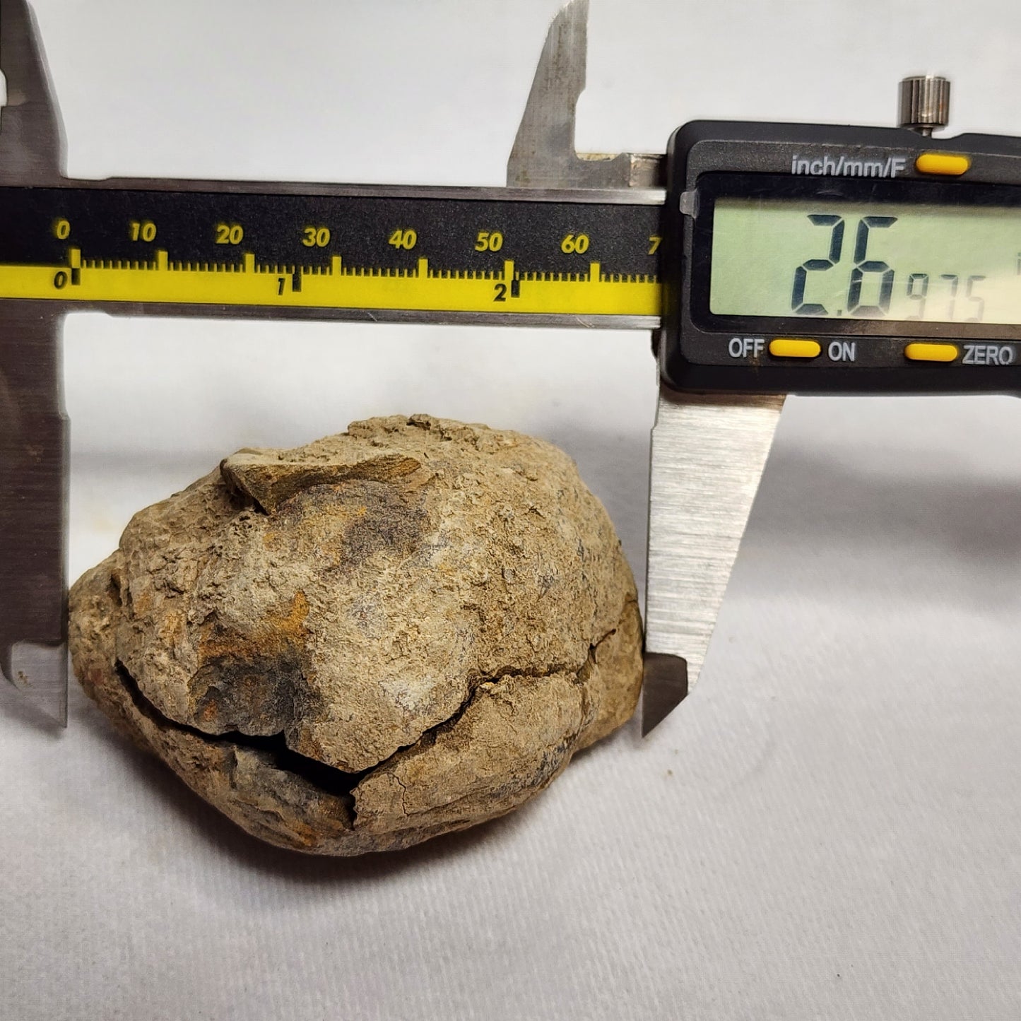 2.6" Authentic Flexicalymene Trilobite in Nodule
