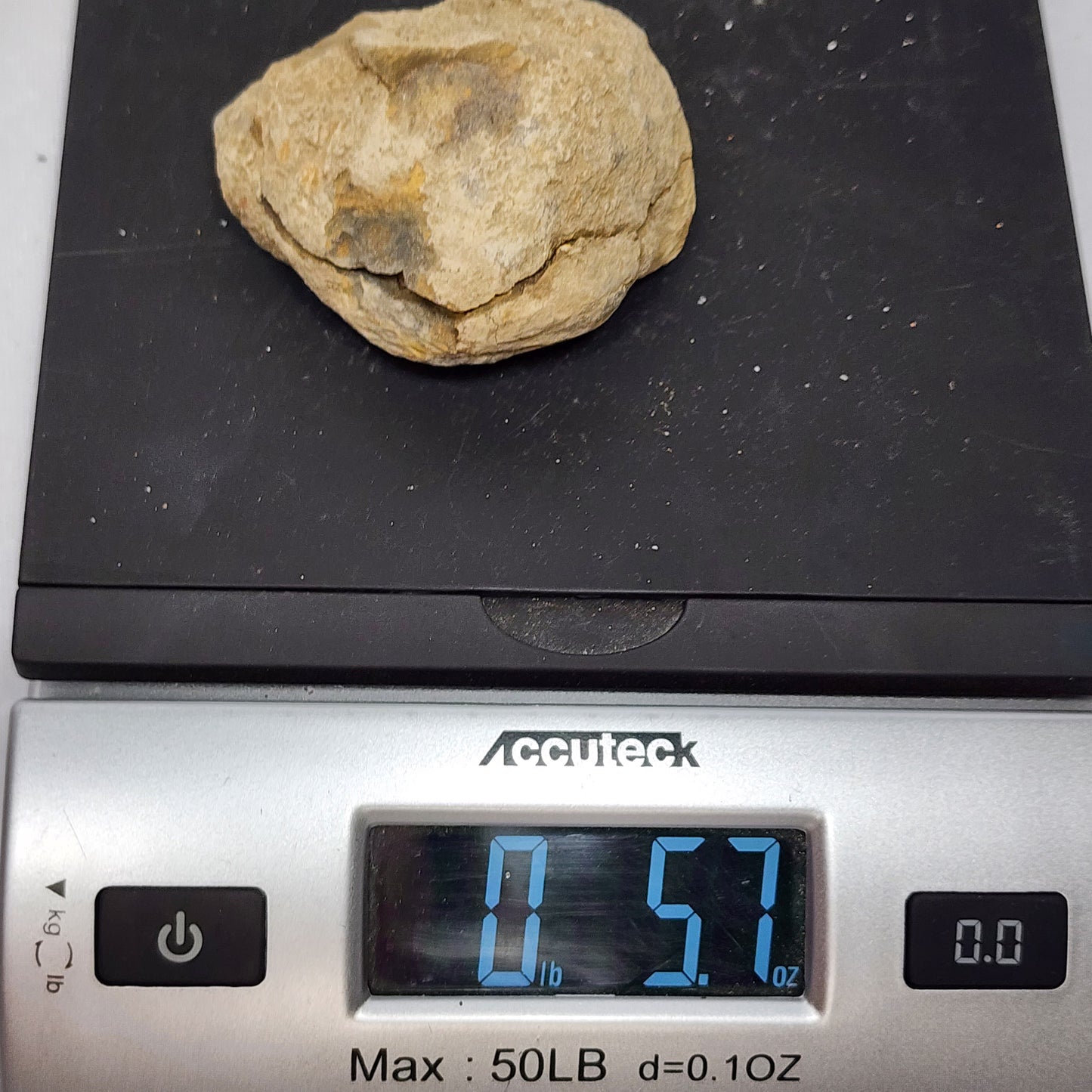 2.6" Authentic Flexicalymene Trilobite in Nodule