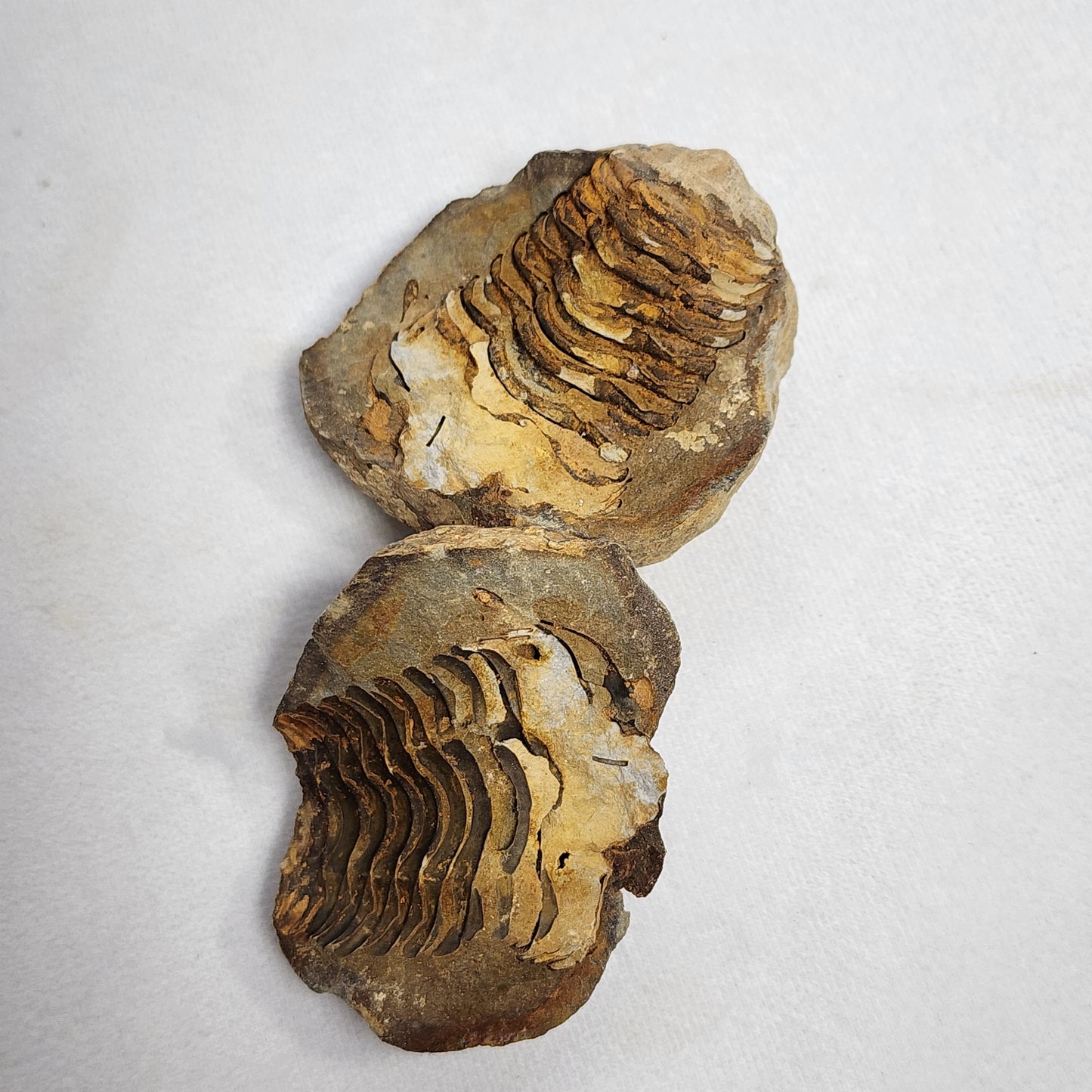 2.4" Flexicalymene Trilobite in Nodule