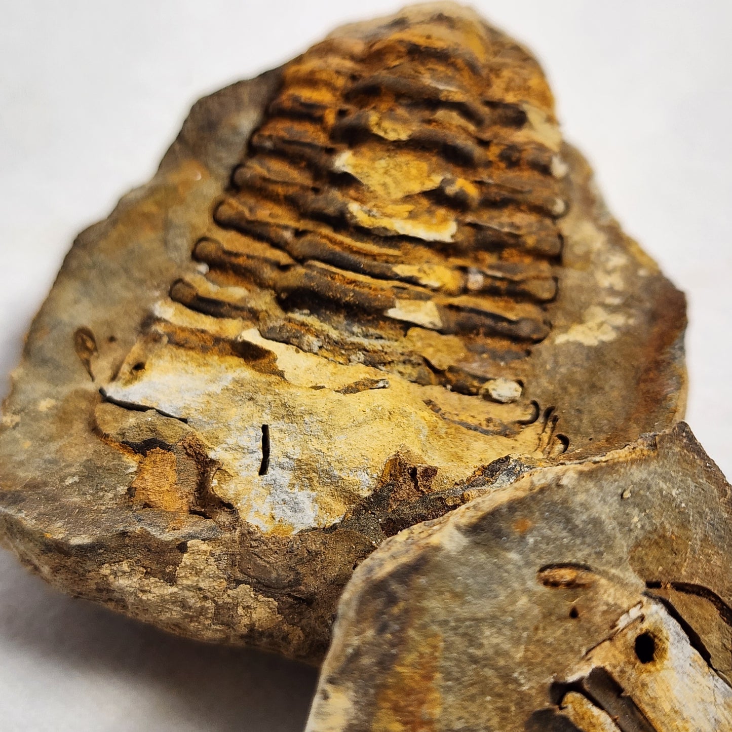 2.4" Flexicalymene Trilobite in Nodule