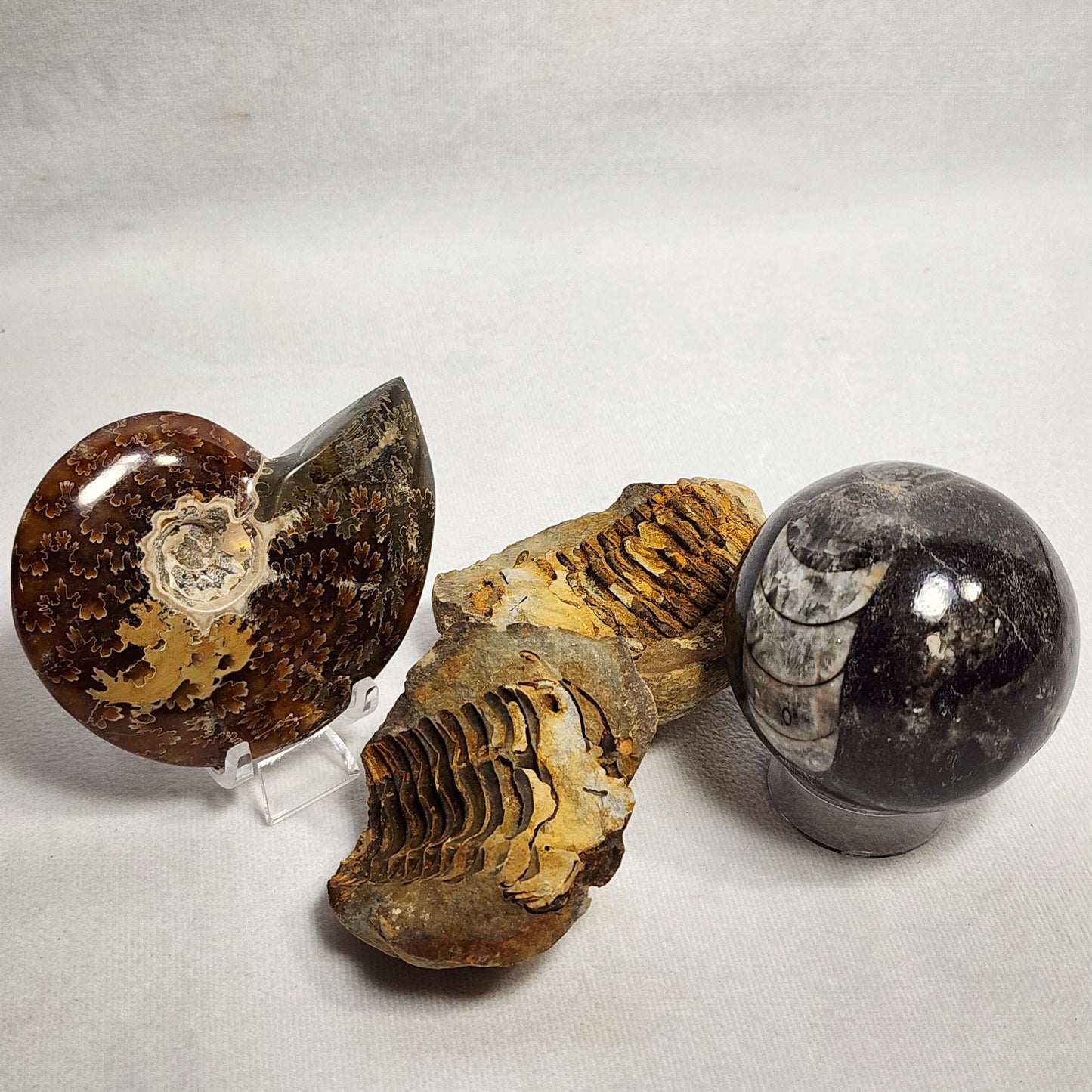 2.4" Flexicalymene Trilobite in Nodule