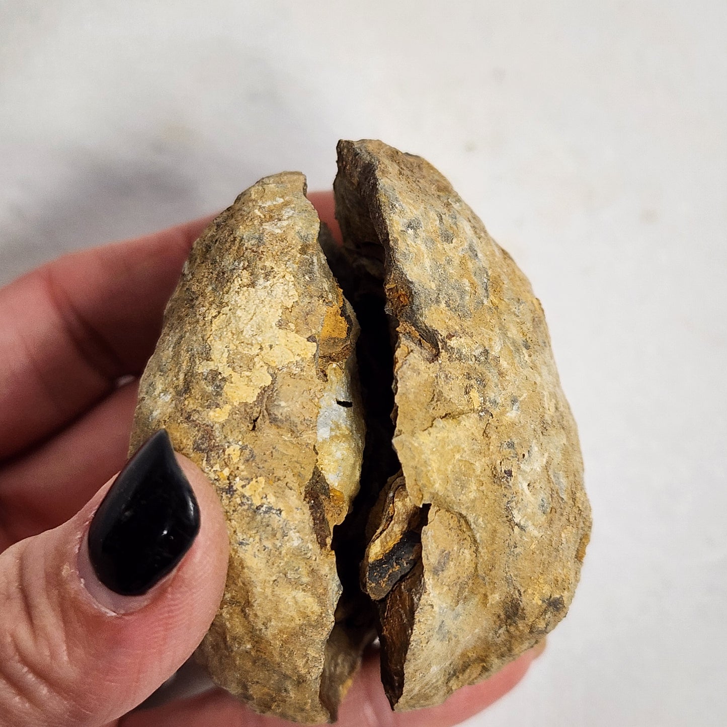 2.4" Flexicalymene Trilobite in Nodule