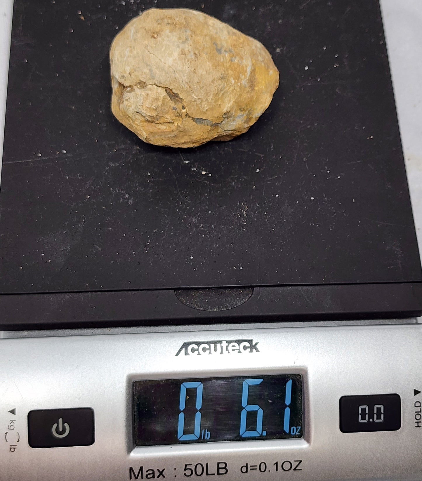 2.4" Flexicalymene Trilobite in Nodule