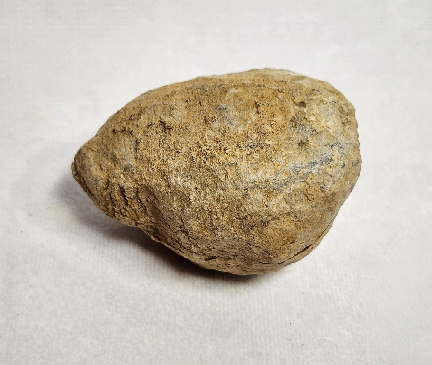 Fossilized Flexicalymene in Nodule