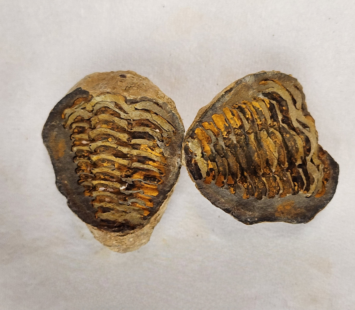 Fossilized Flexicalymene in Nodule