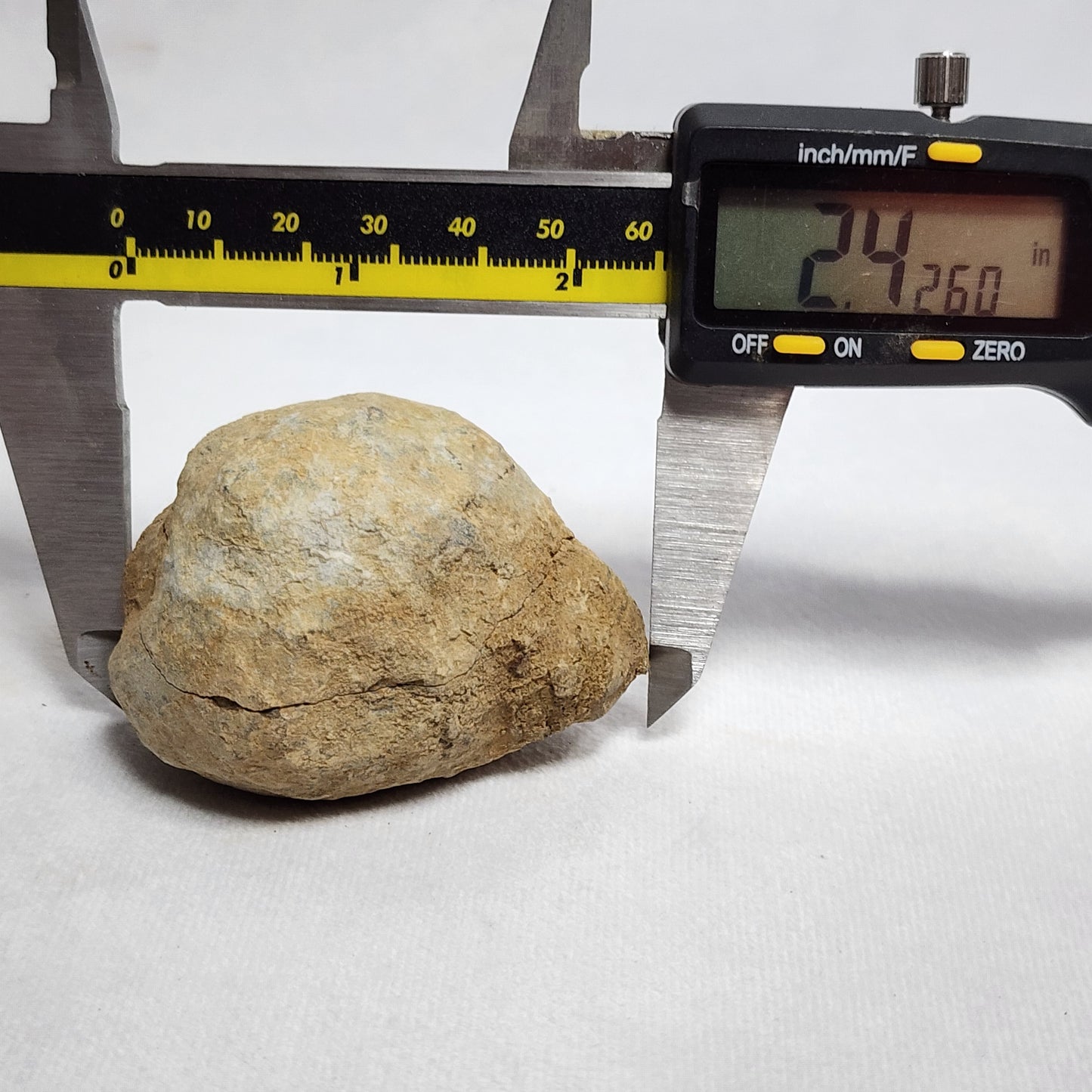 Fossilized Flexicalymene in Nodule