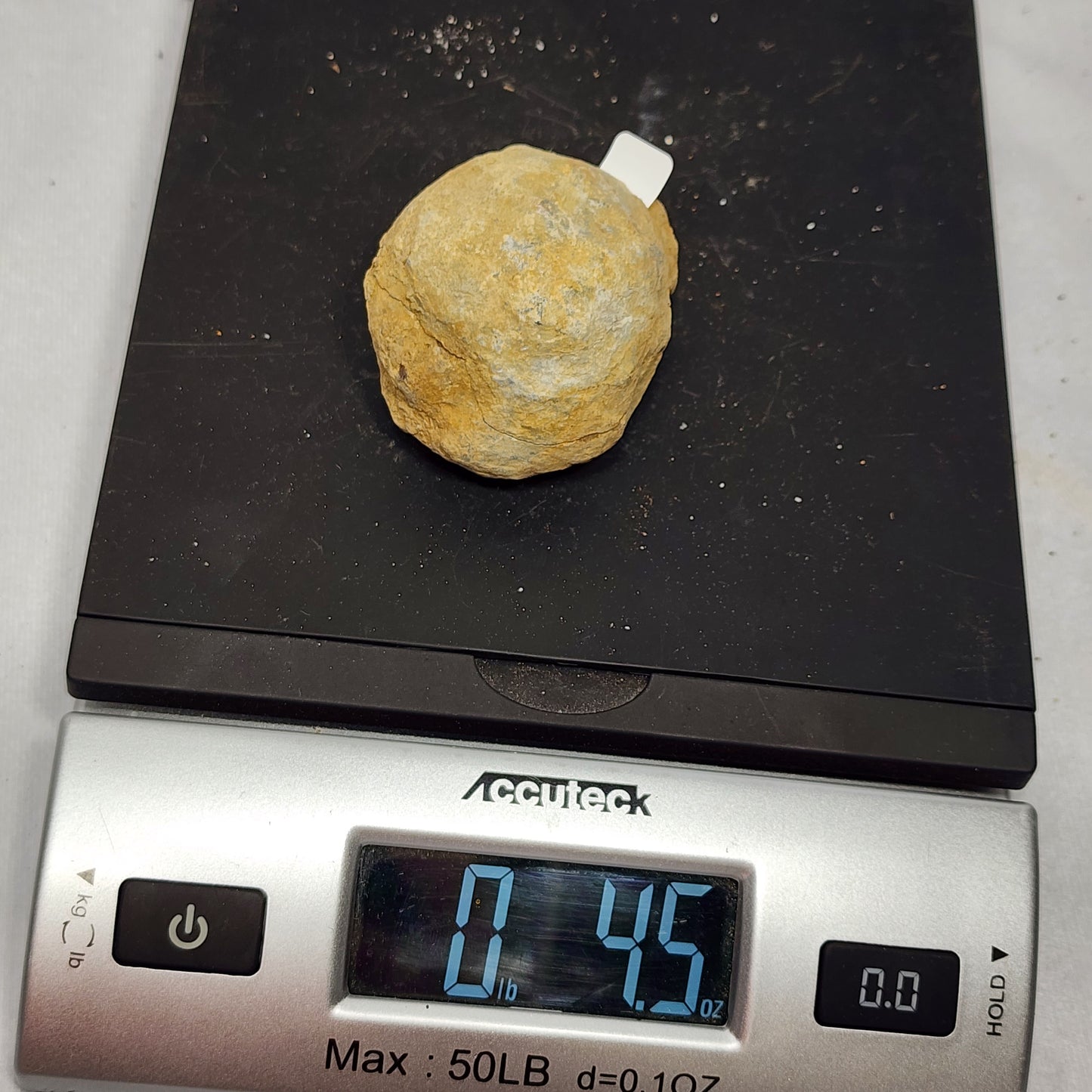 Fossilized Flexicalymene in Nodule