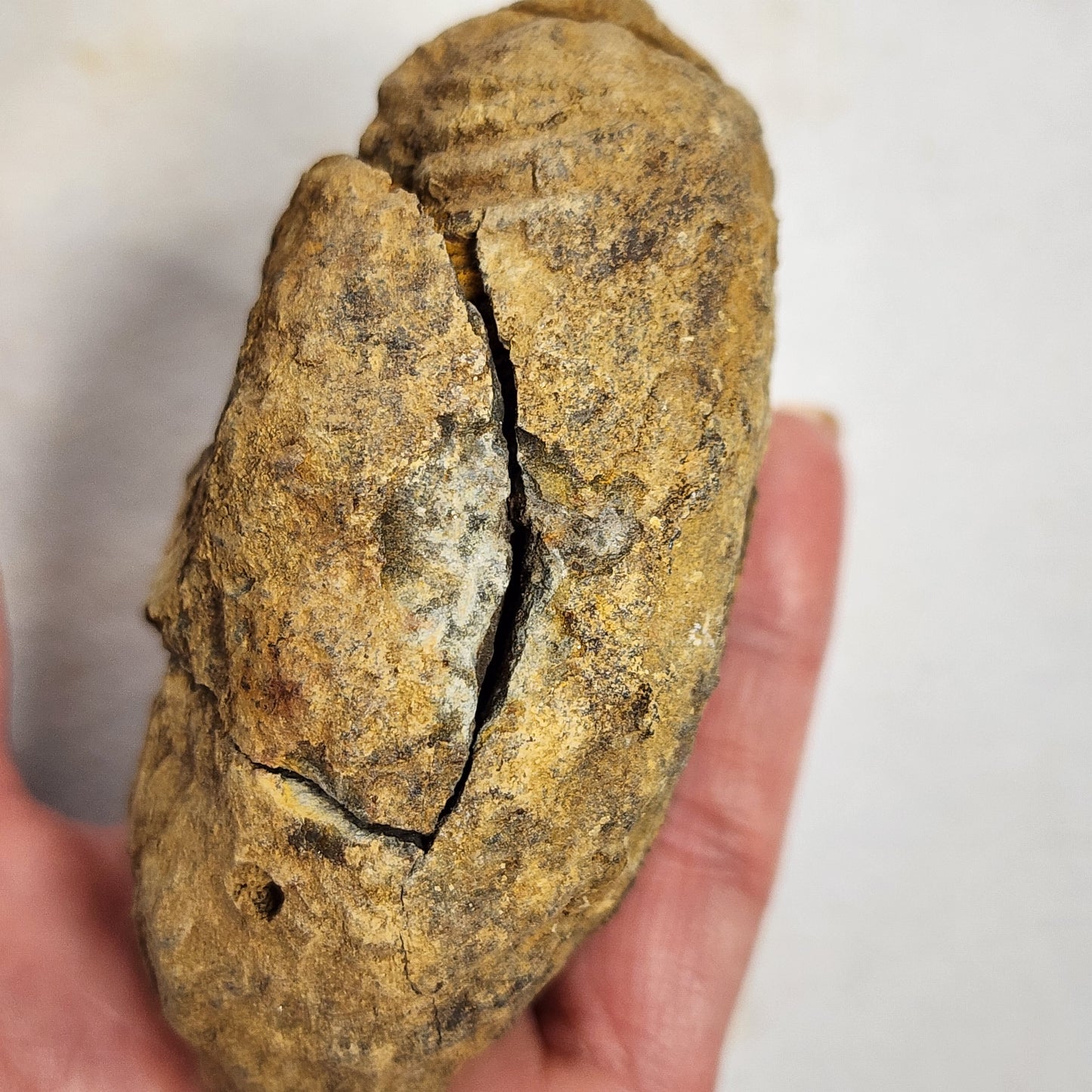 Fascinating Flexicalymene in Nodule