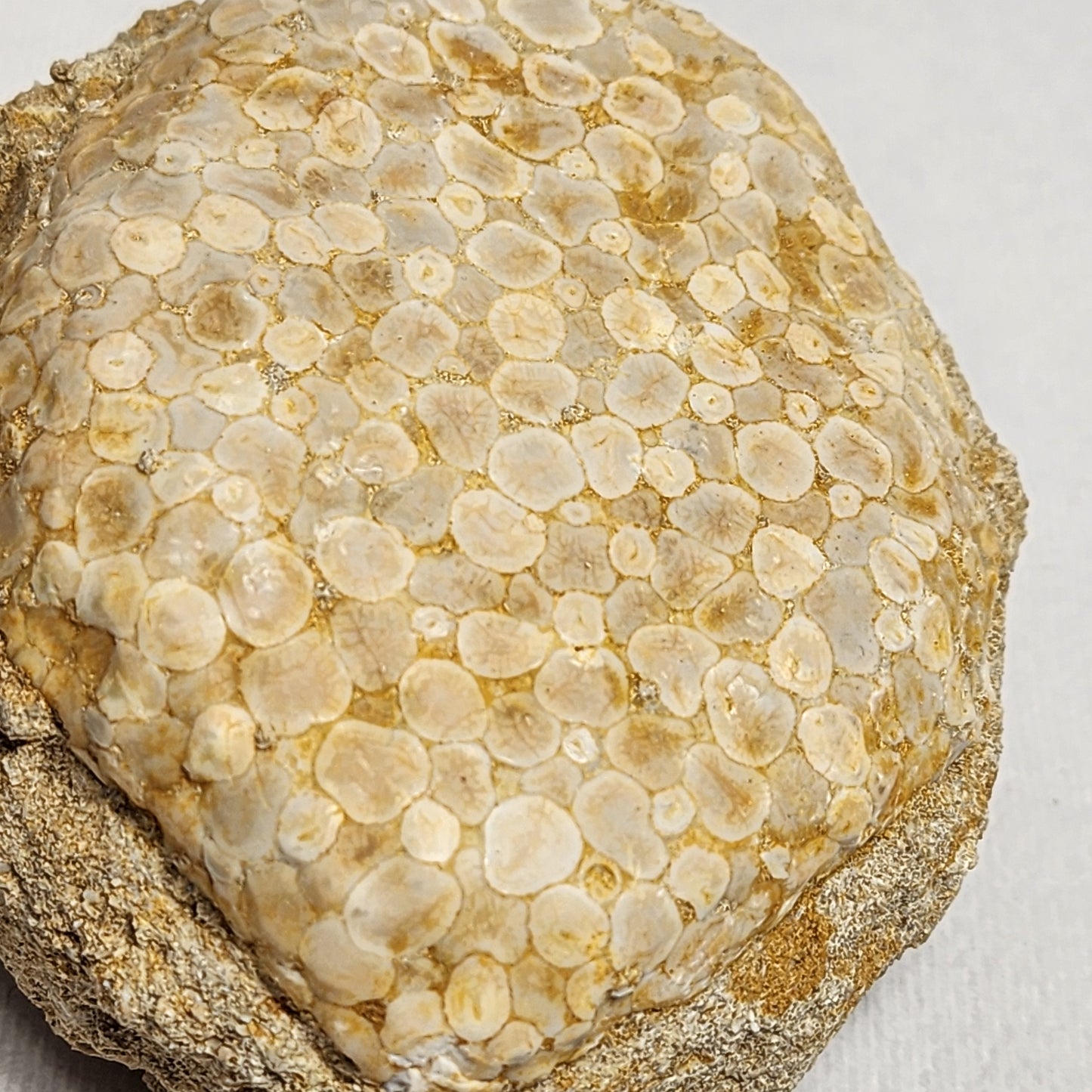 Fantastic Fossil Crusher Plate